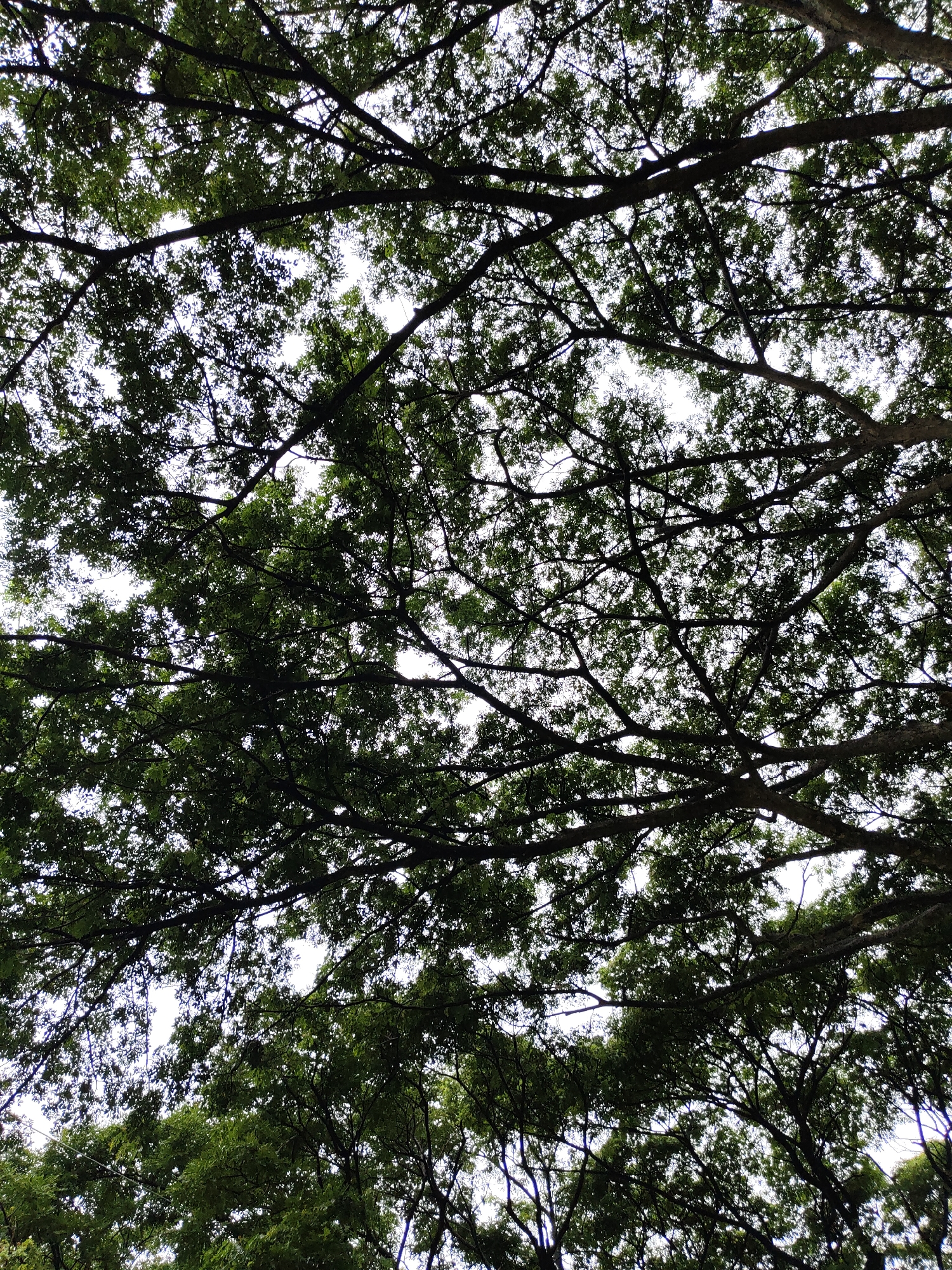 Rainy morning tour through Davao City parks and zoo