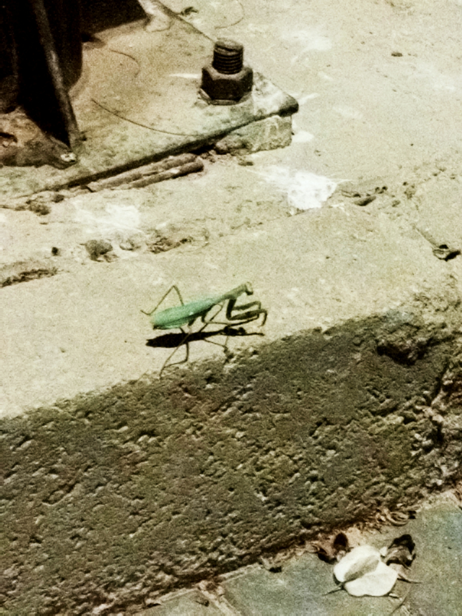 Praying mantis spotted on concrete ledges in Egyptian city