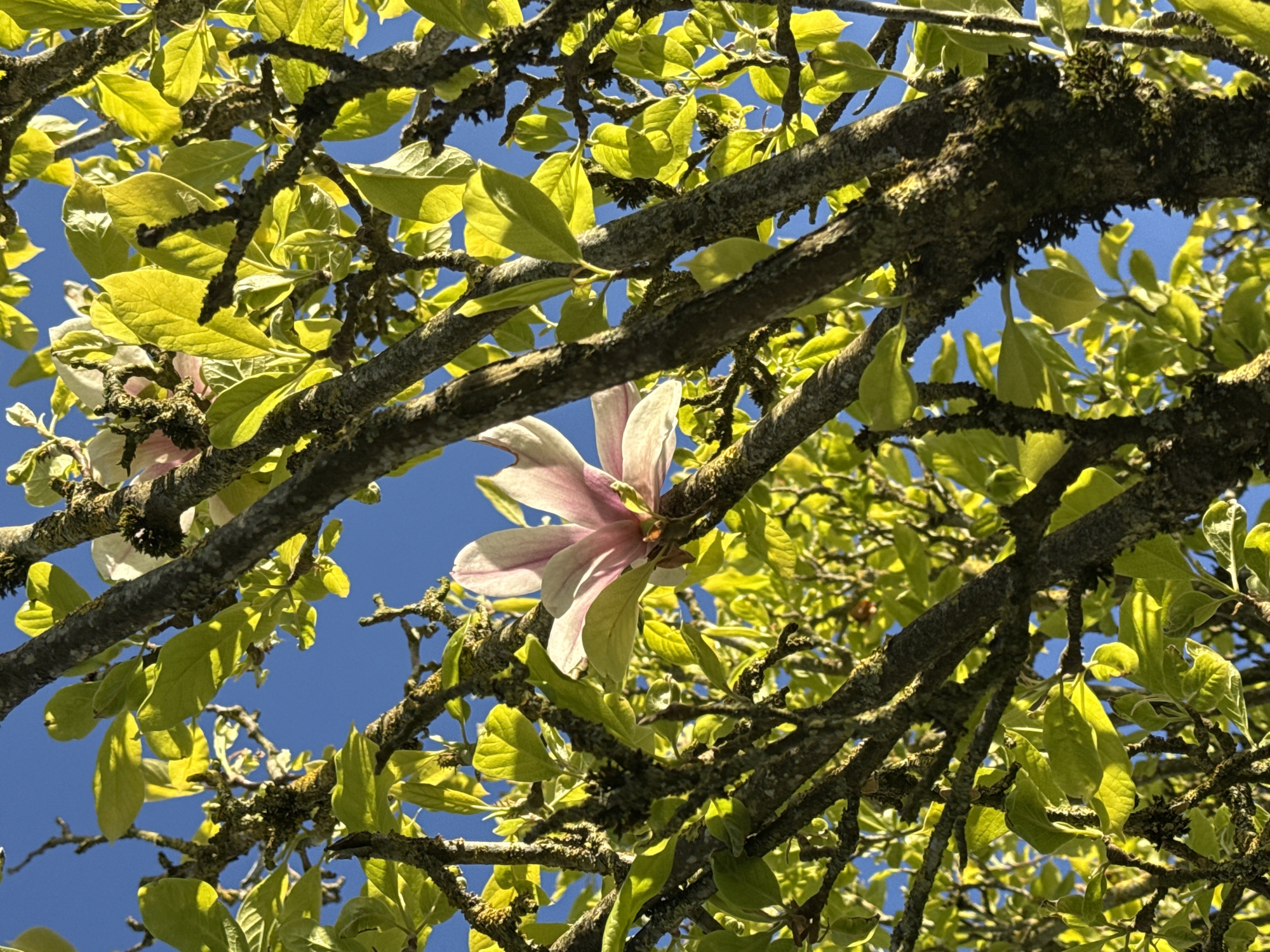 Spring garden scenes documented in Pétange, Luxembourg