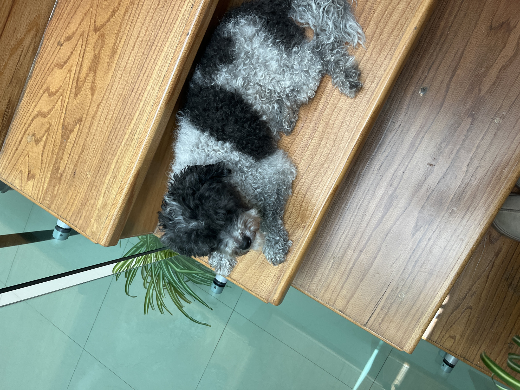 Small poodle rests on wooden stairs in Mexico neighborhood