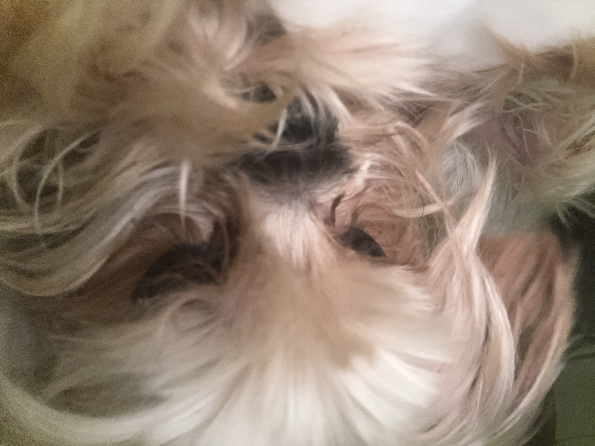 Close-up of Shih Tzu dog photographed in Sofia