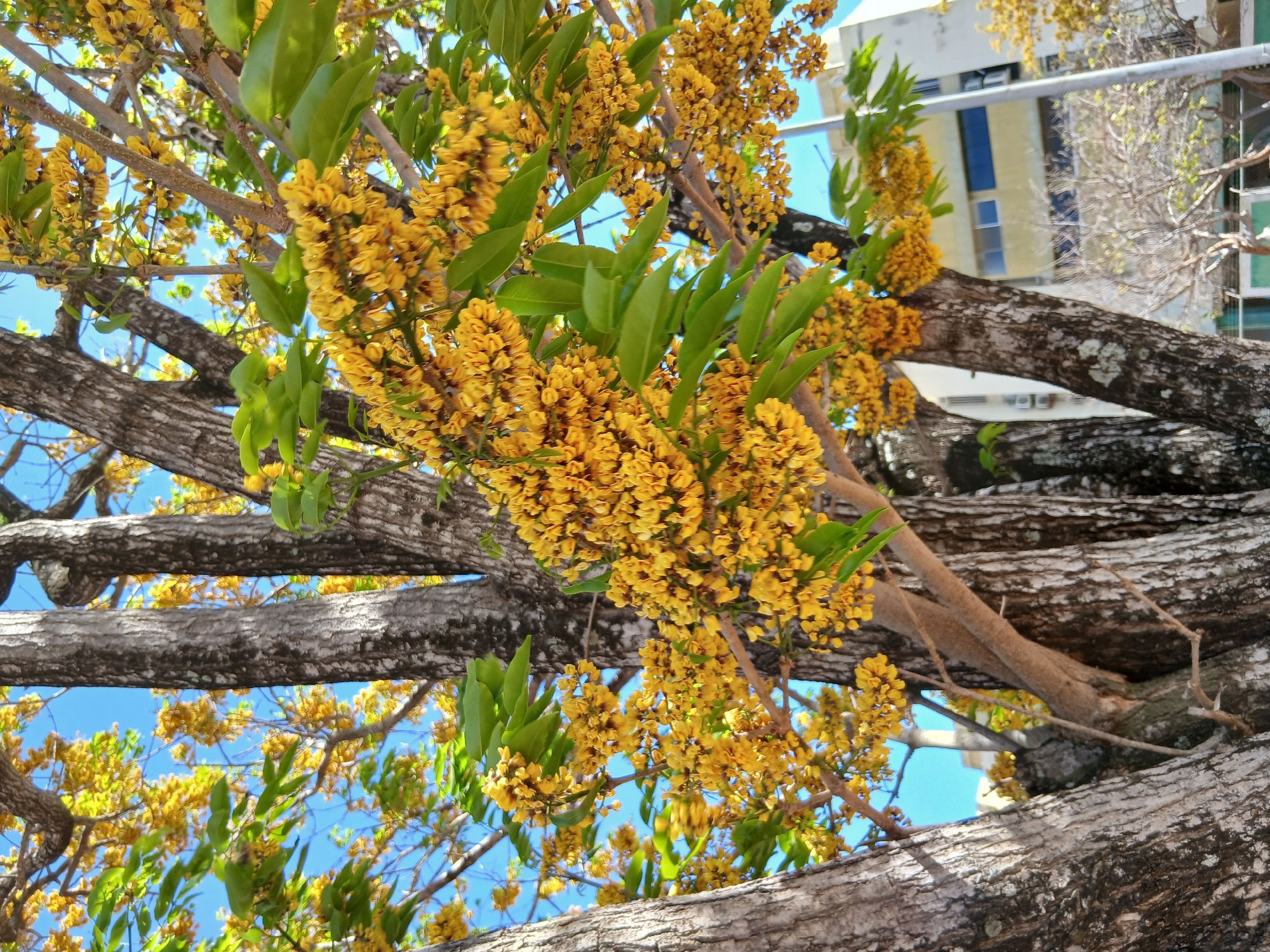 Spring scenes documented in Altagracia: flowering tree, portrait
