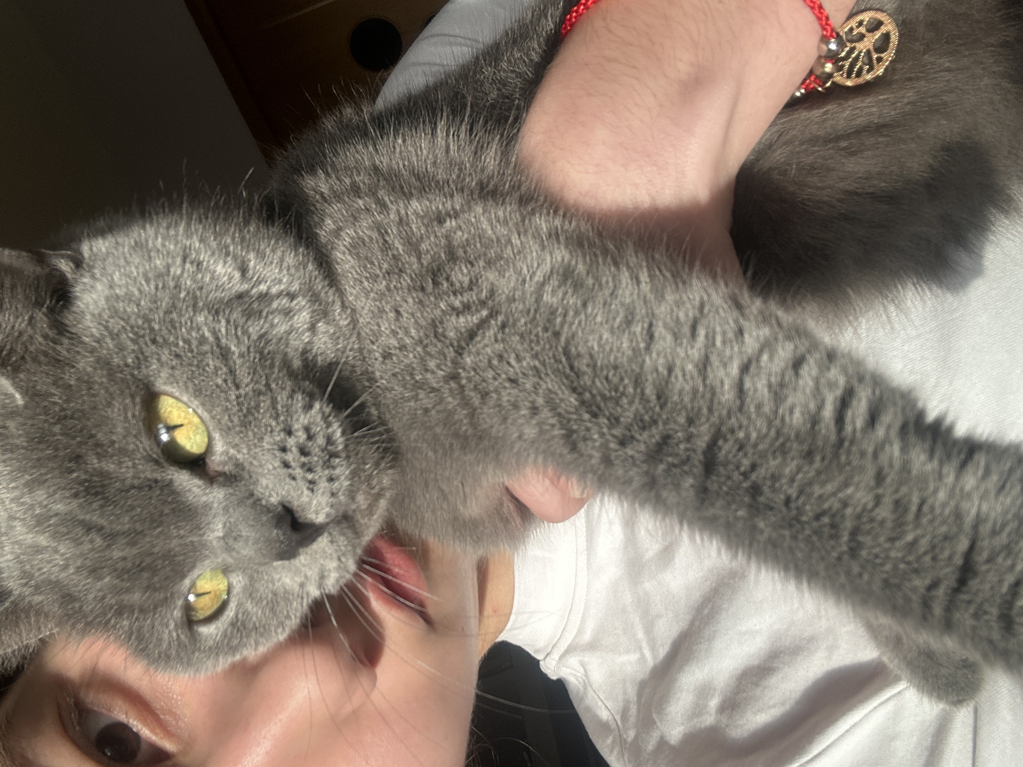 Person photographs playful moments with gray cat in Bulgaria