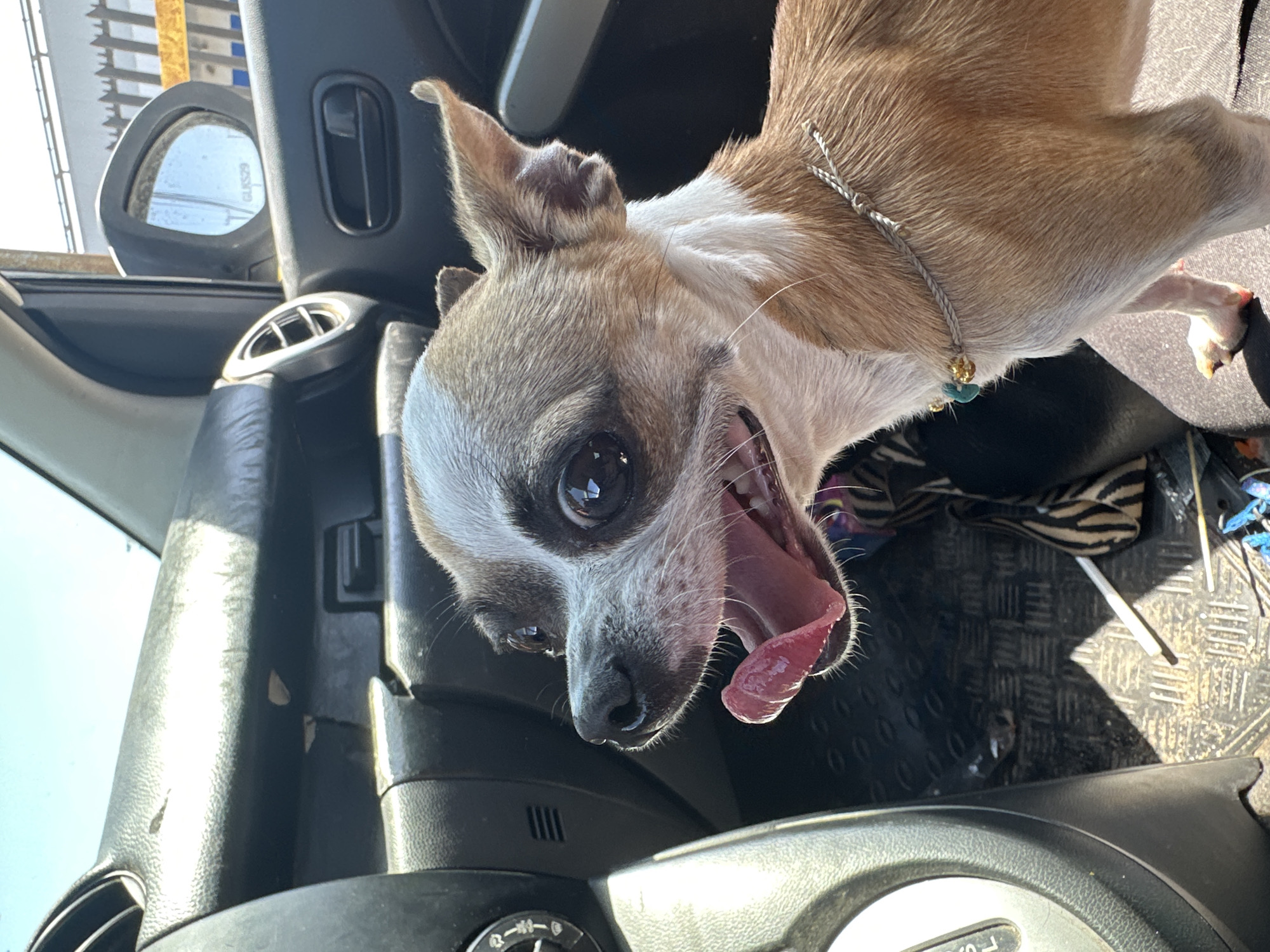 Chihuahua photographed panting in car passenger seat in Arica