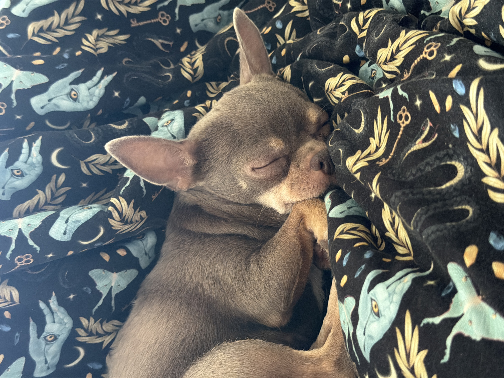 Chihuahua sleeps on occult-themed blanket in Saint Petersburg