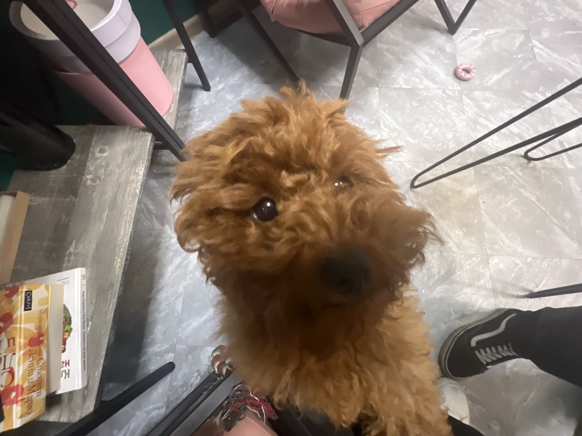 Flower shop browsing and poodle hangout, same afternoon