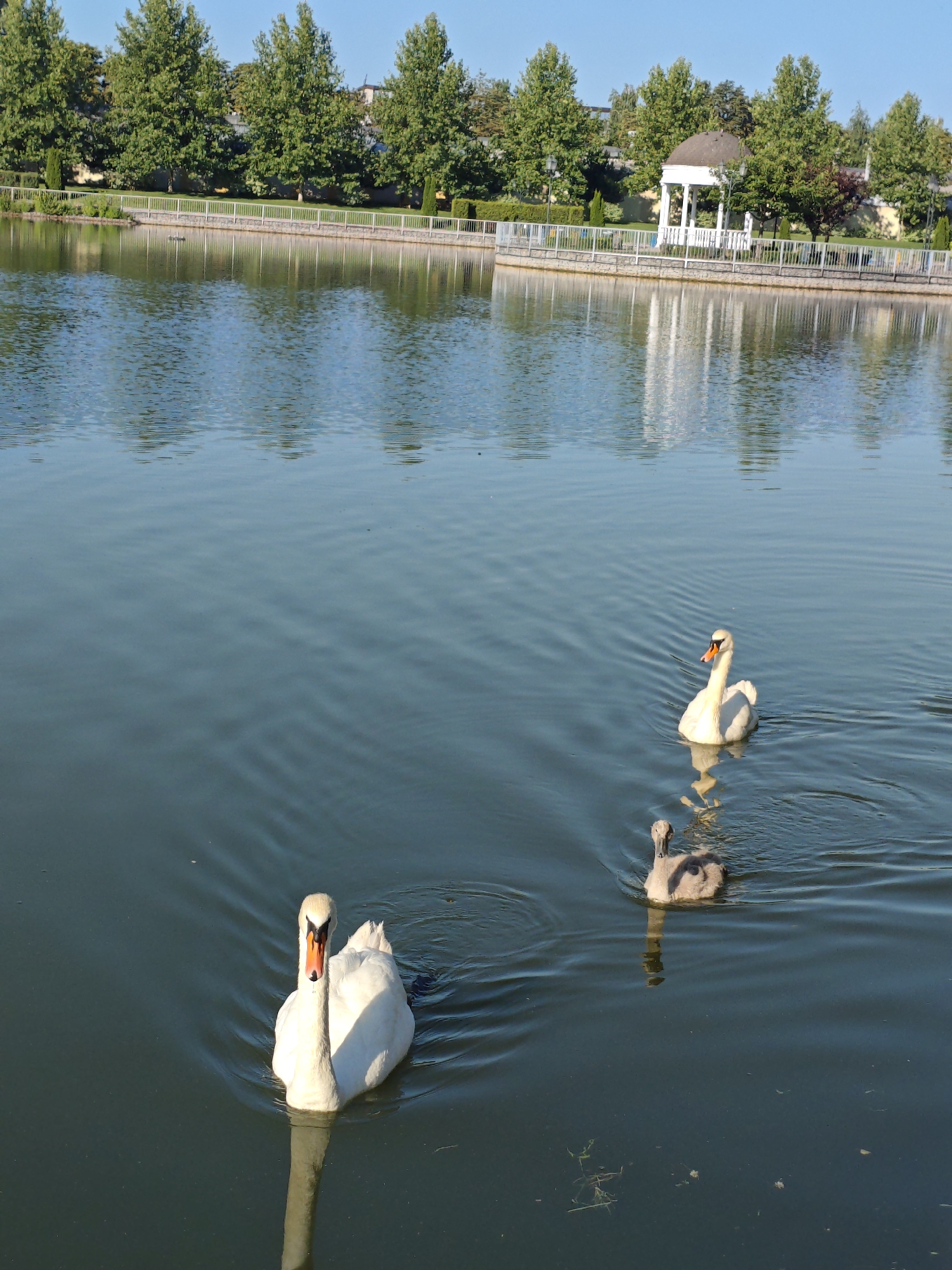 Swans and cygnet on a quiet Kremenchuk pond
