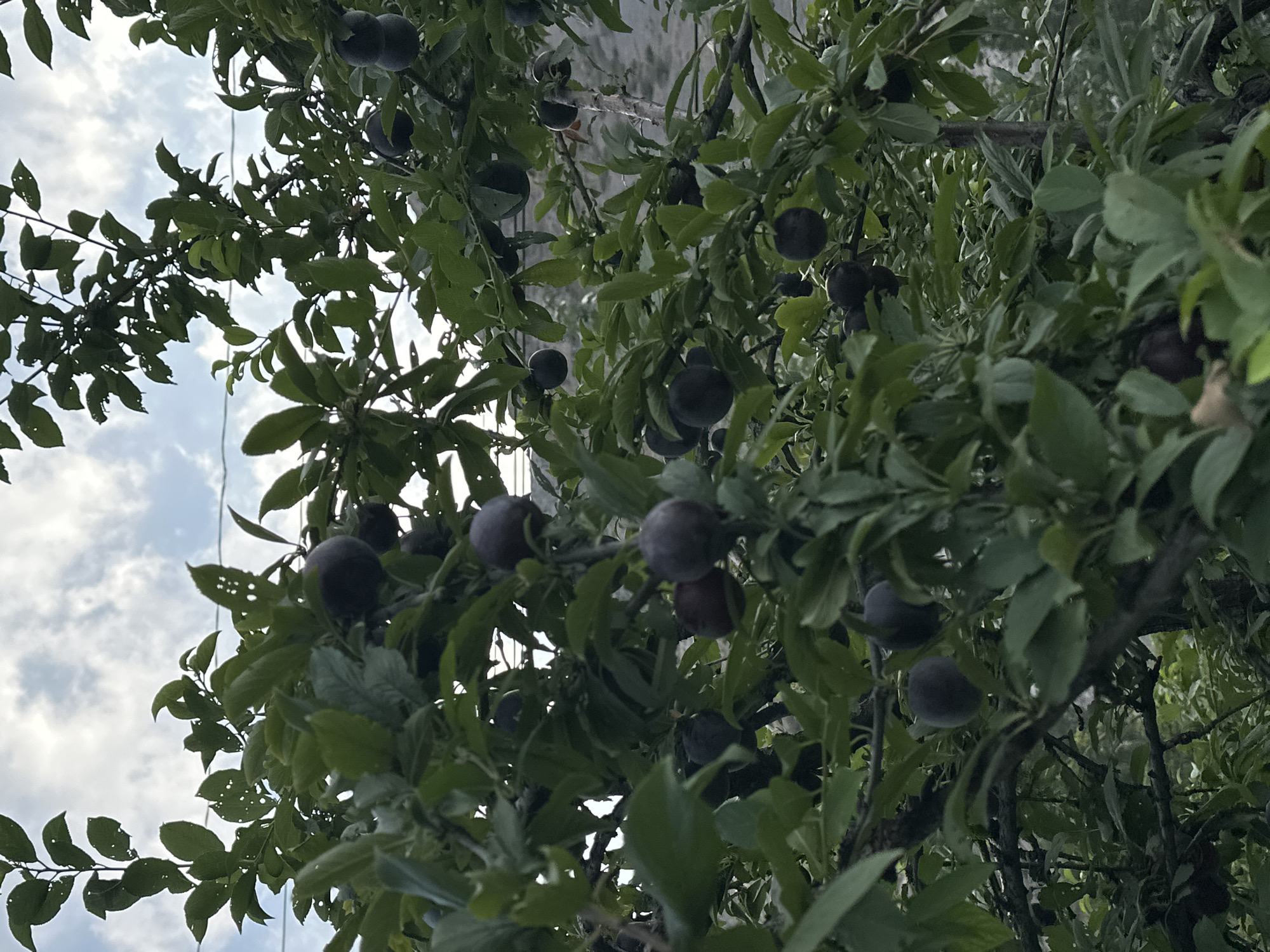 Gardens, wildlife, and local landmarks across a Kyrgyz summer afternoon