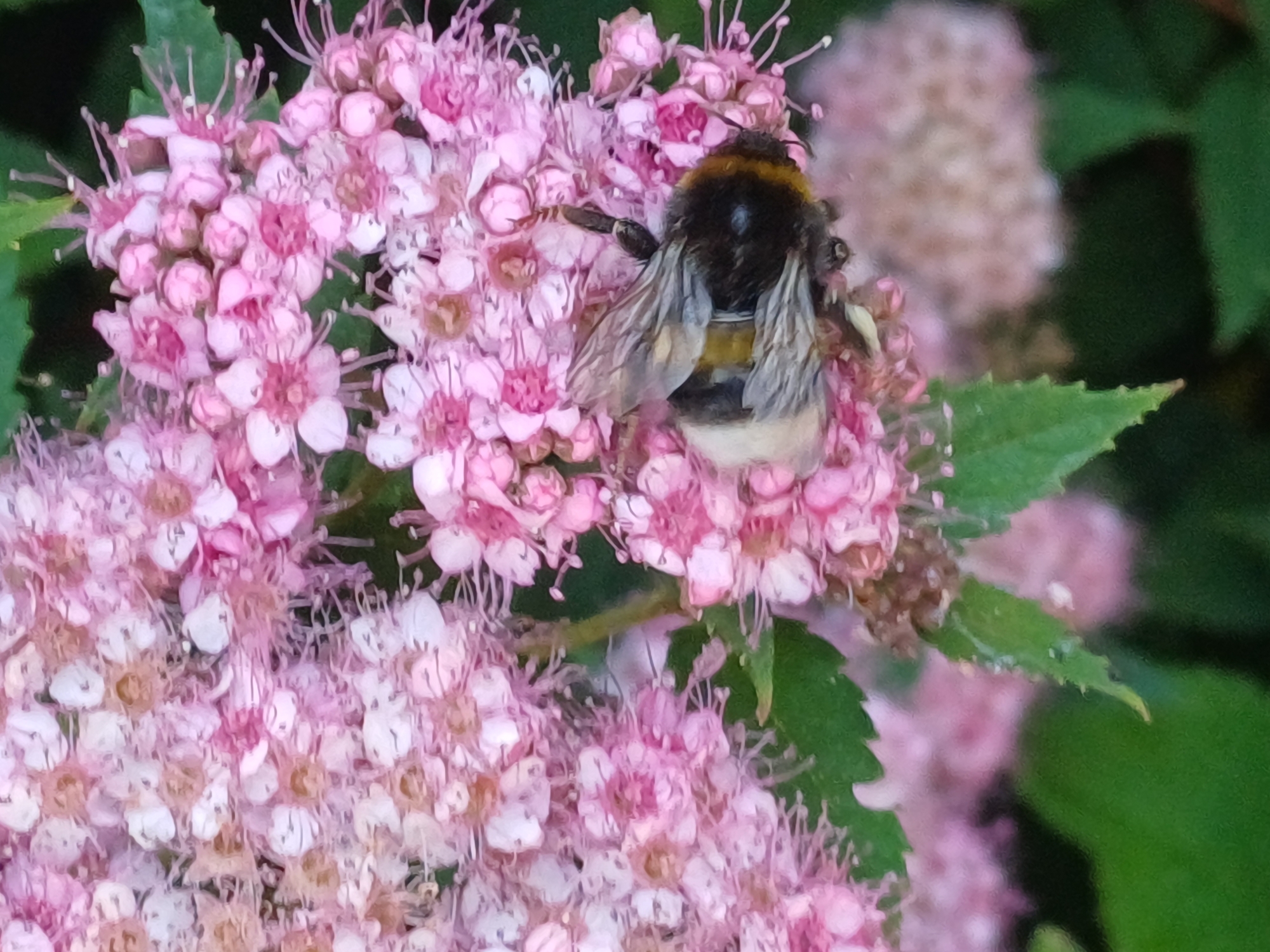 Close-up garden florals and a bumblebee in Riga