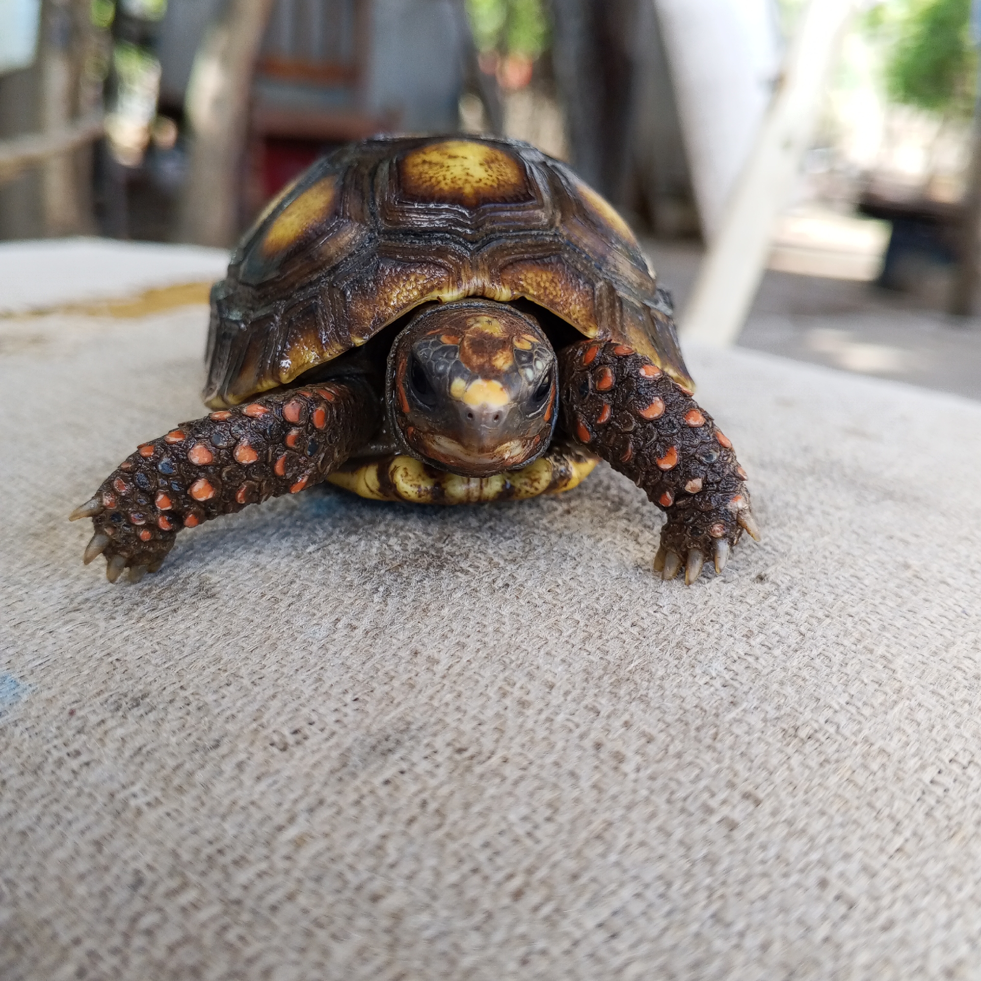 Orange-spotted tortoise observed outdoors then handled indoors within minutes