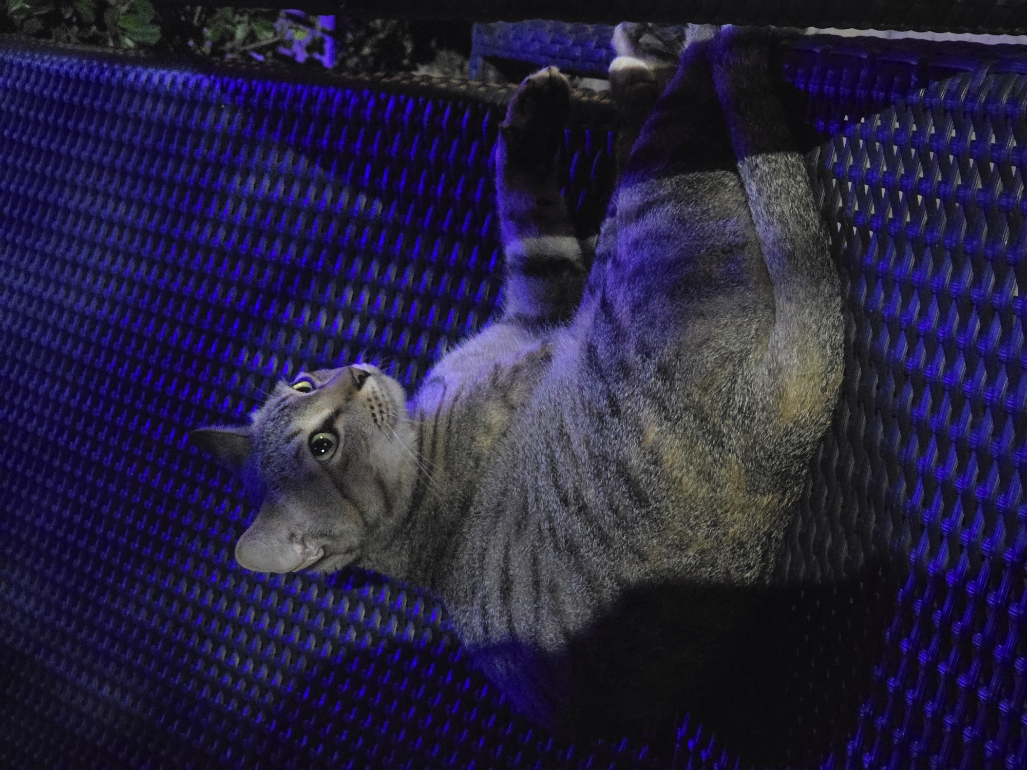 Tabby cat spotted resting in stretched position in Pattaya