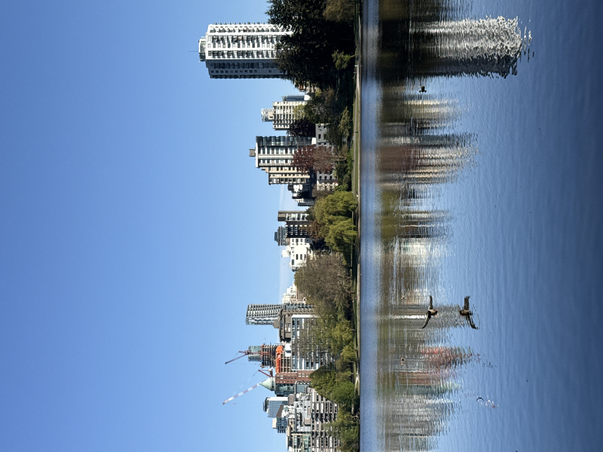 Mother duck, ducklings spotted swimming near Vancouver skyline
