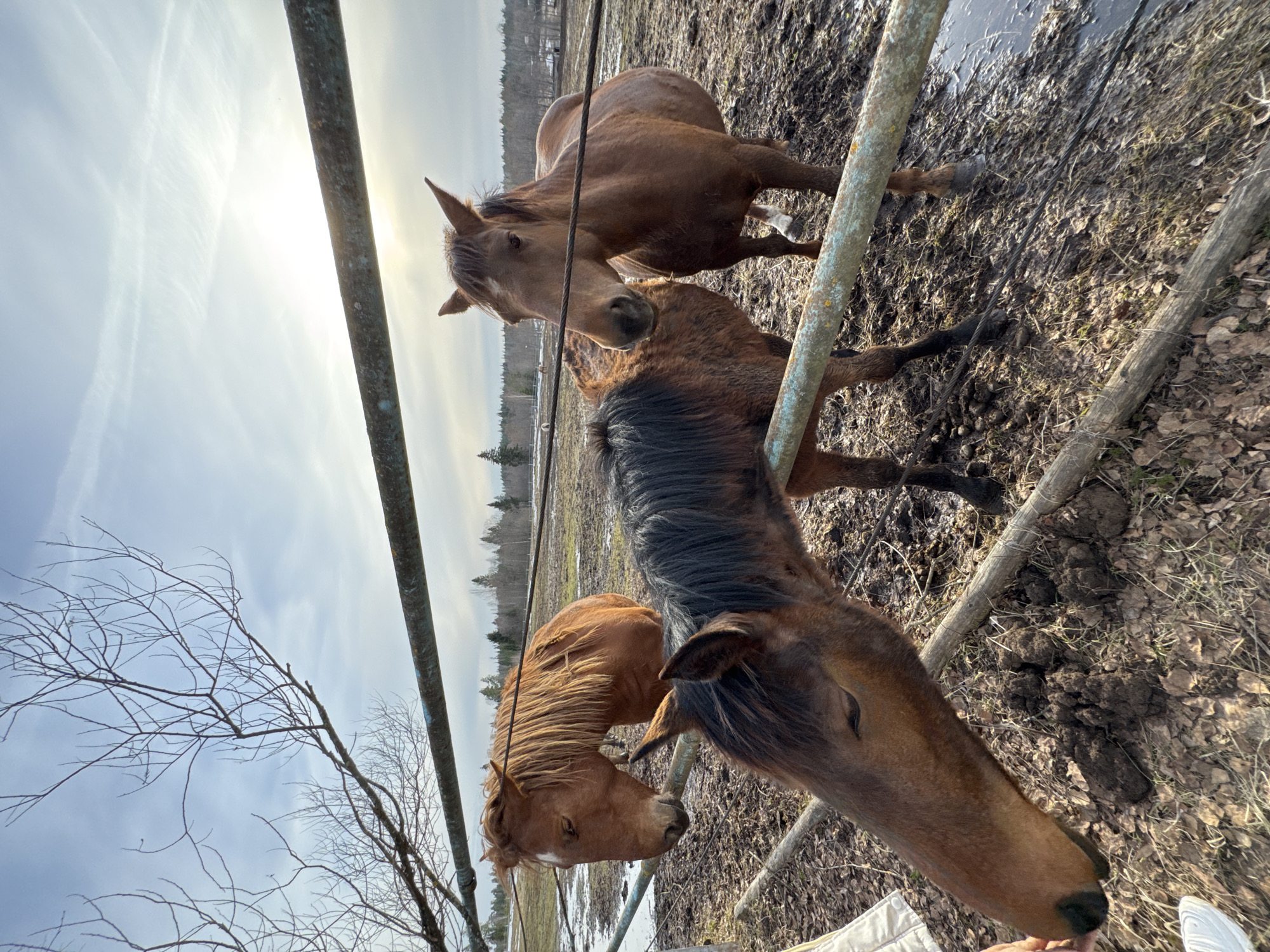 Horses fed by hand in muddy enclosures, Opary Russia