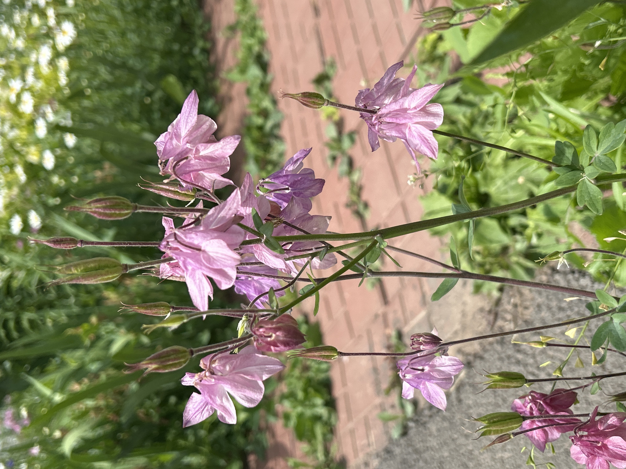 Morning scenes of child's play and garden blooms in rural Russia