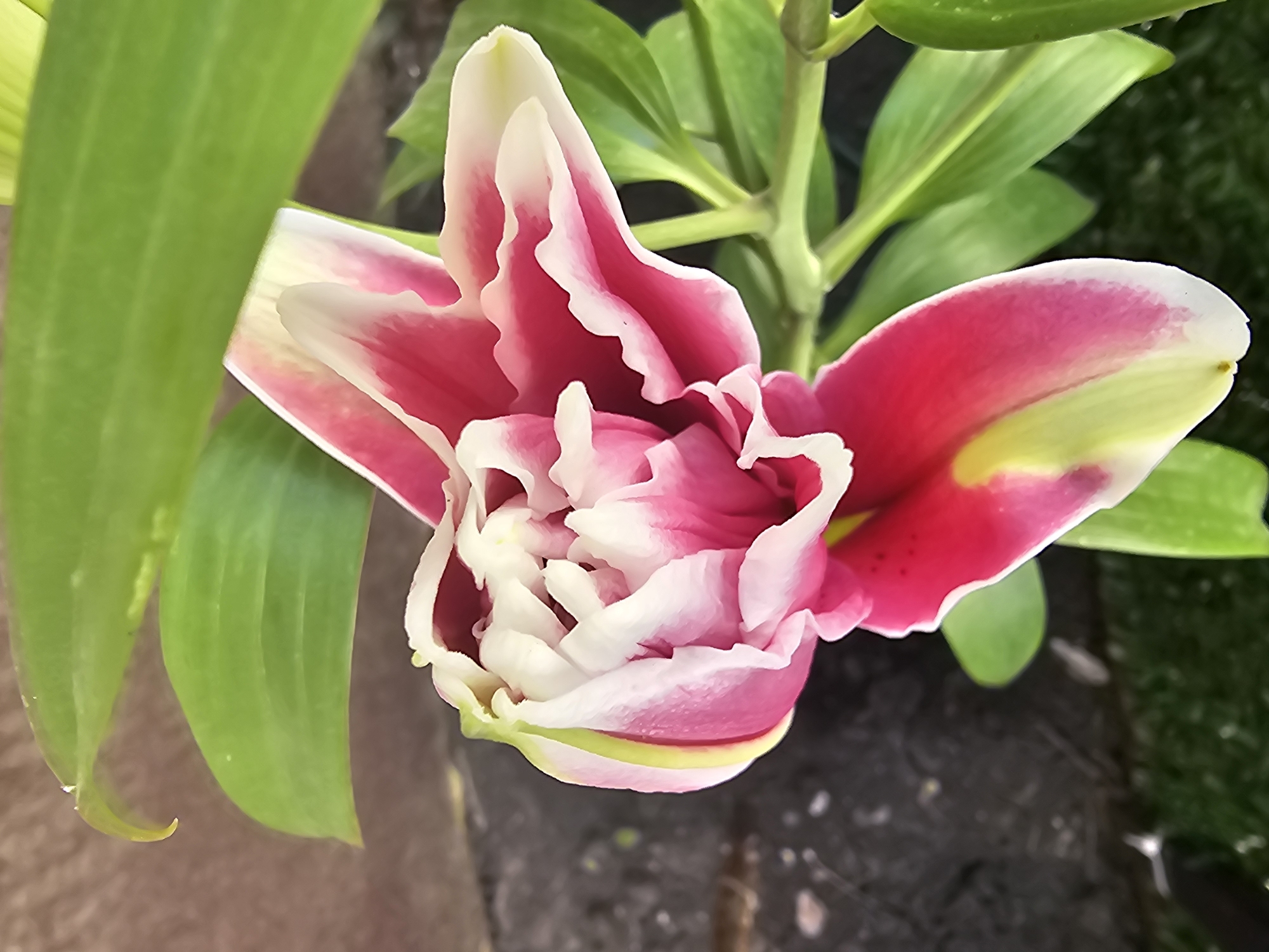 White and pink lilies in bloom, Bălți, Moldova