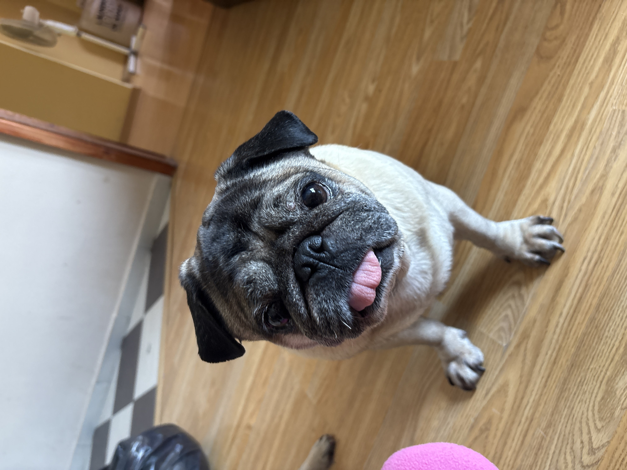 Woman documents morning with selfies and pet pug
