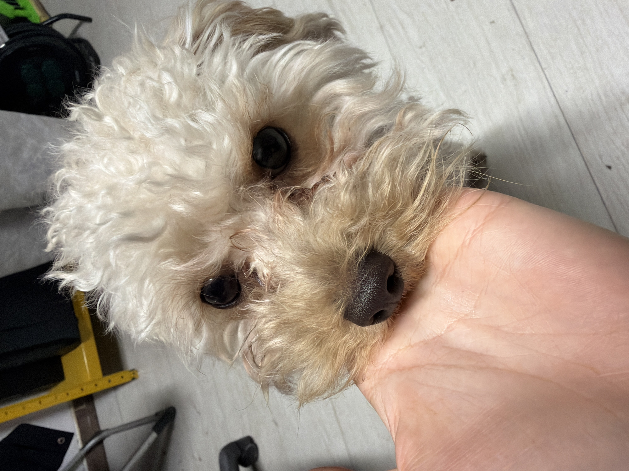 Casual indoor gathering with dog, selfies captured in Plovdiv