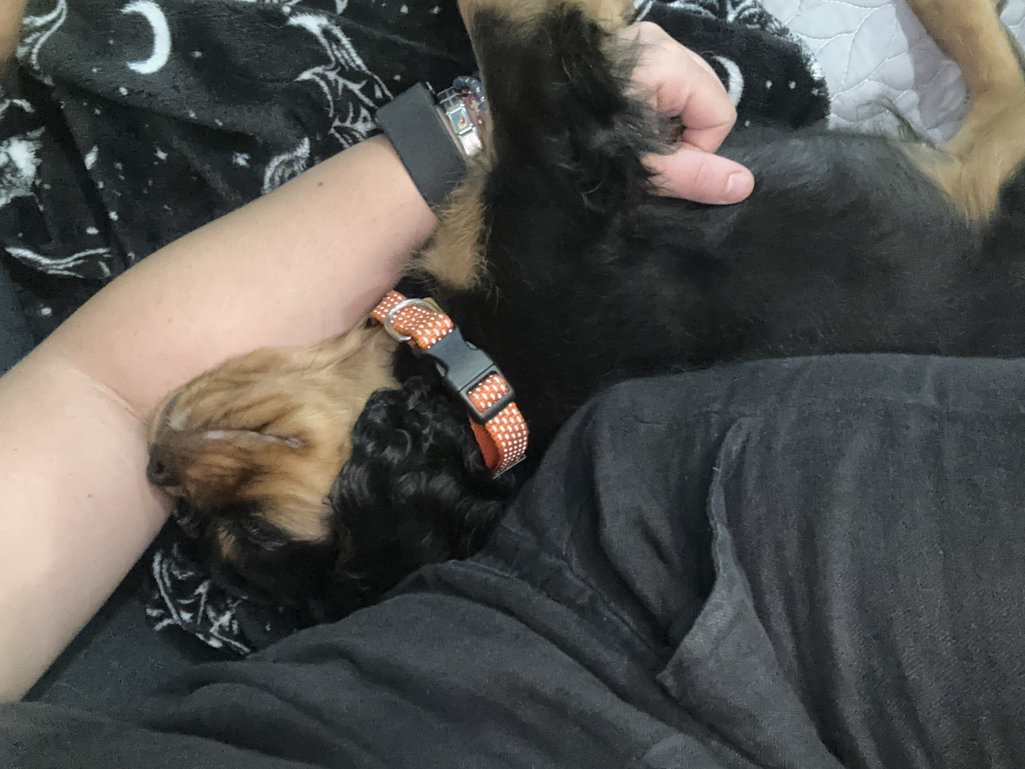 Puppy sleeps on owner's chest in Puebla