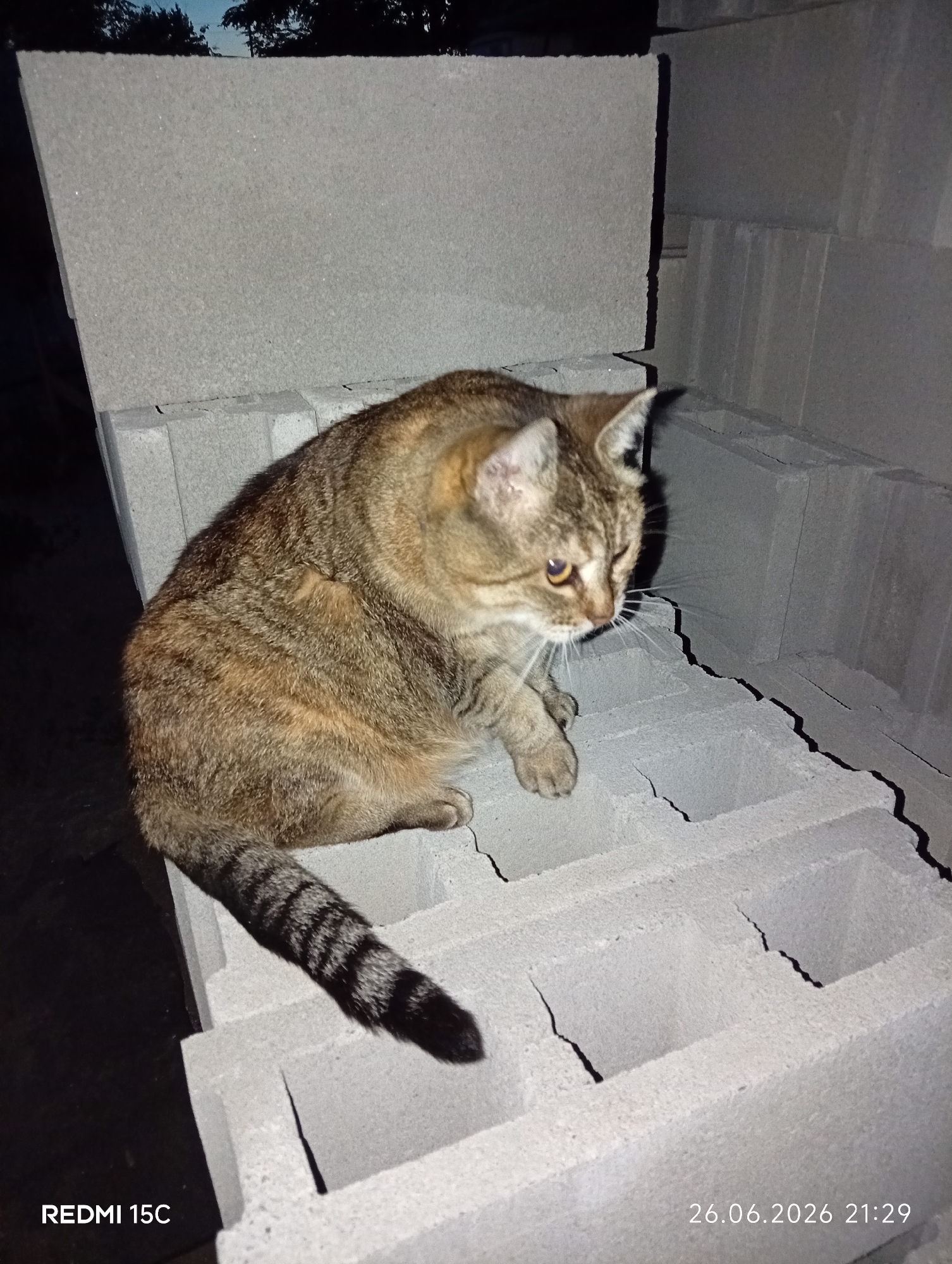 Collared tabby cat chills on cinder blocks in Mykolaivka yard