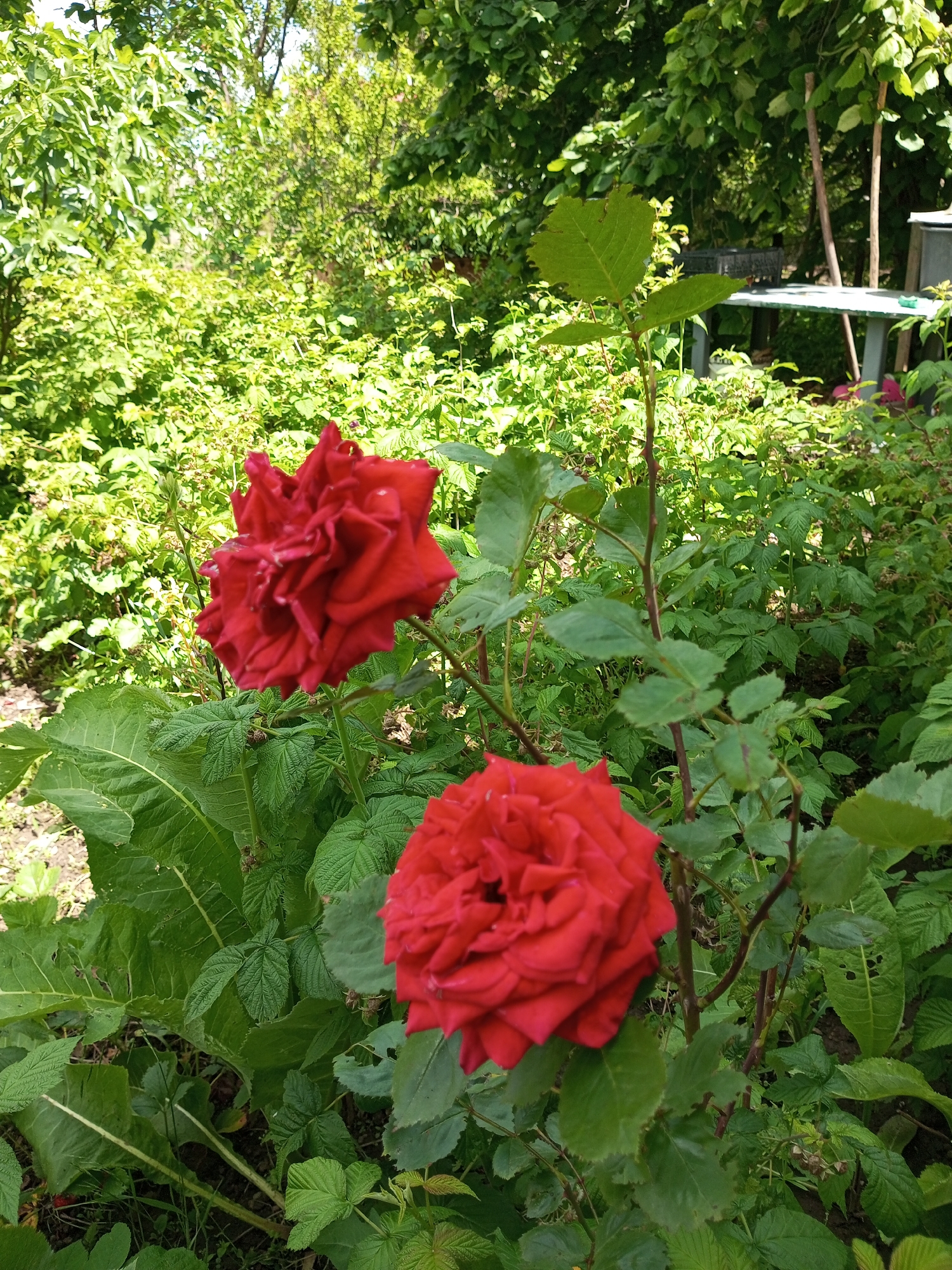 Rural garden life documented in Ukrainian village