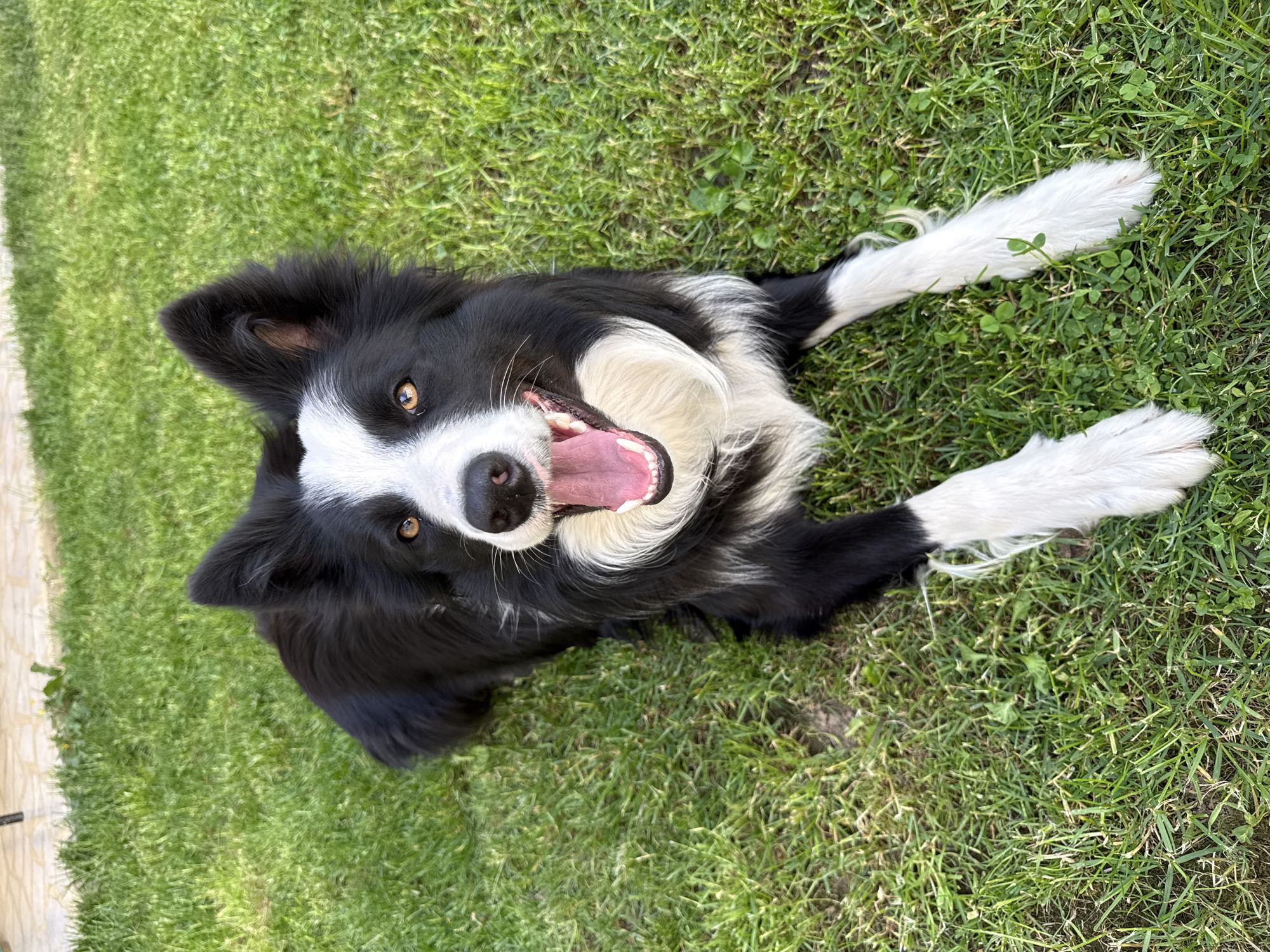 Border Collie photographed relaxing on grass in Berkovitsa, Bulgaria