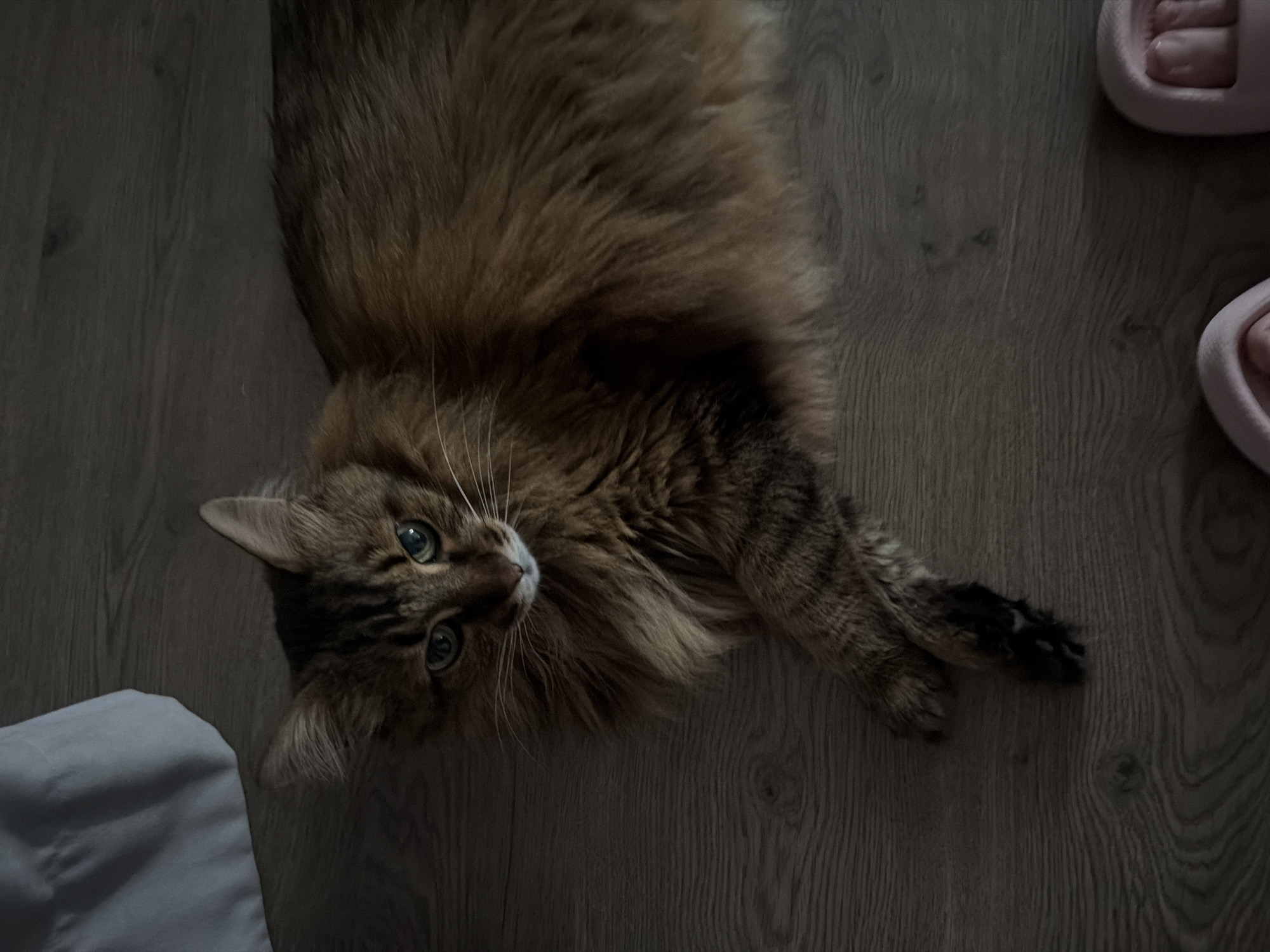 Kyiv apartment district and a tabby cat at home
