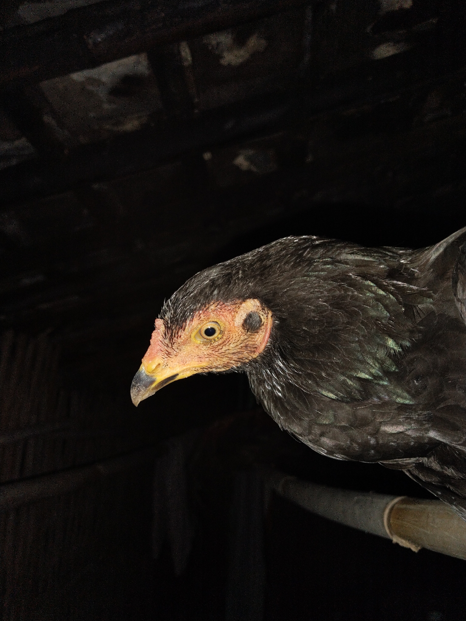 Rooster and hen perch on wooden beams under roof