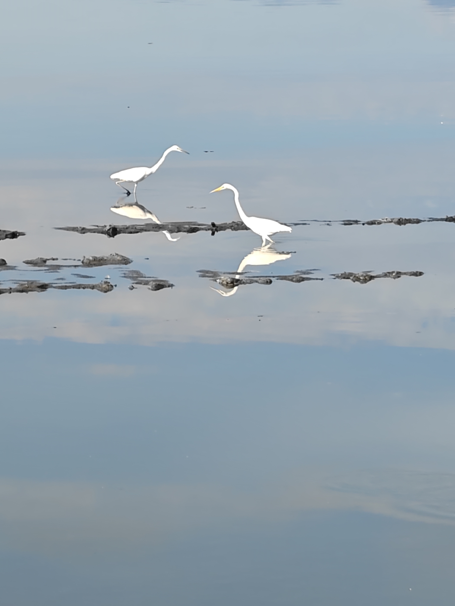 White egrets gather at dawn in Lhokseumawe waters