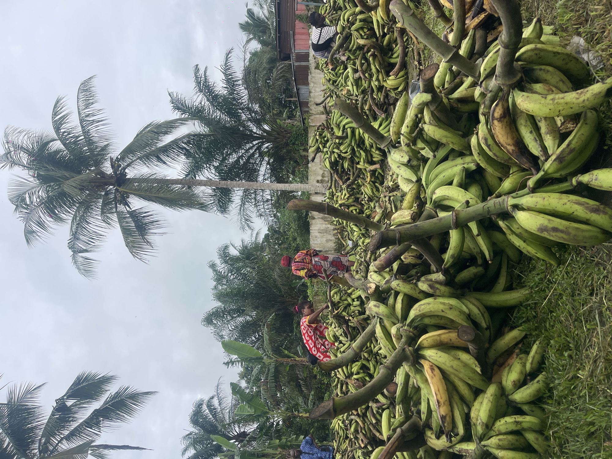 Large pile of green plantains observed in tropical outdoor setting