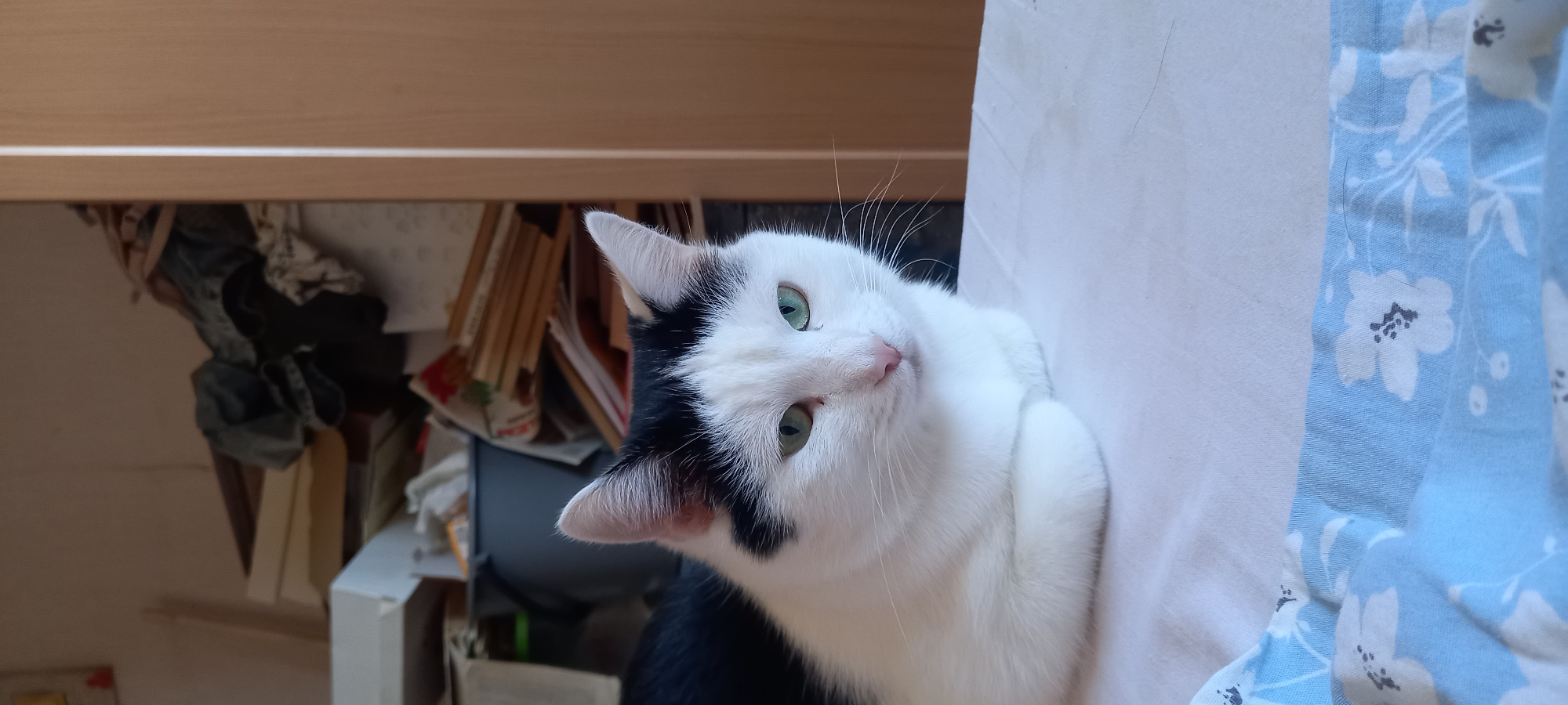 Cat, bed, and a cluttered windowsill in an Izhevsk apartment