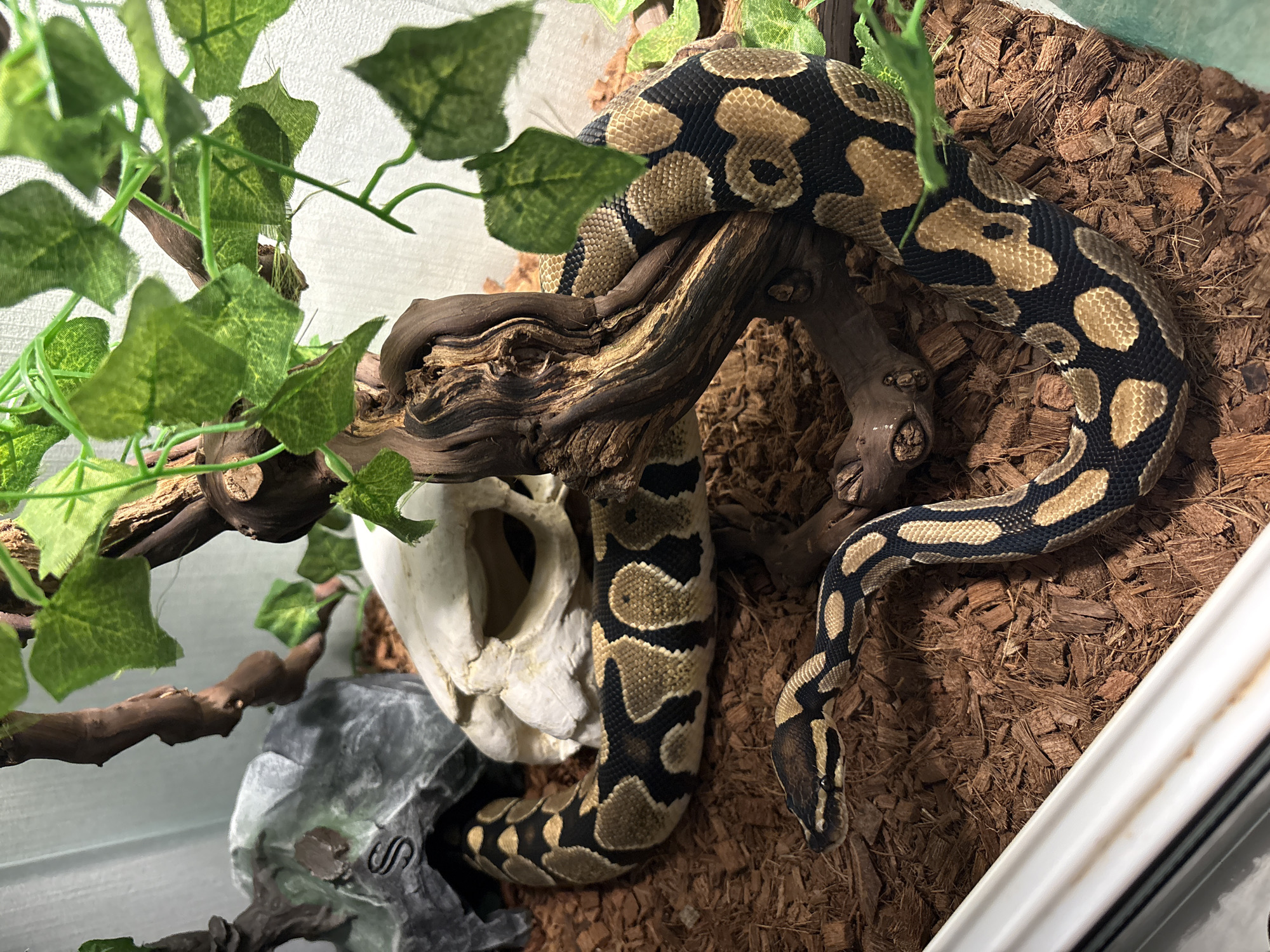 Ball python observed in decorated terrarium in Chasovnya