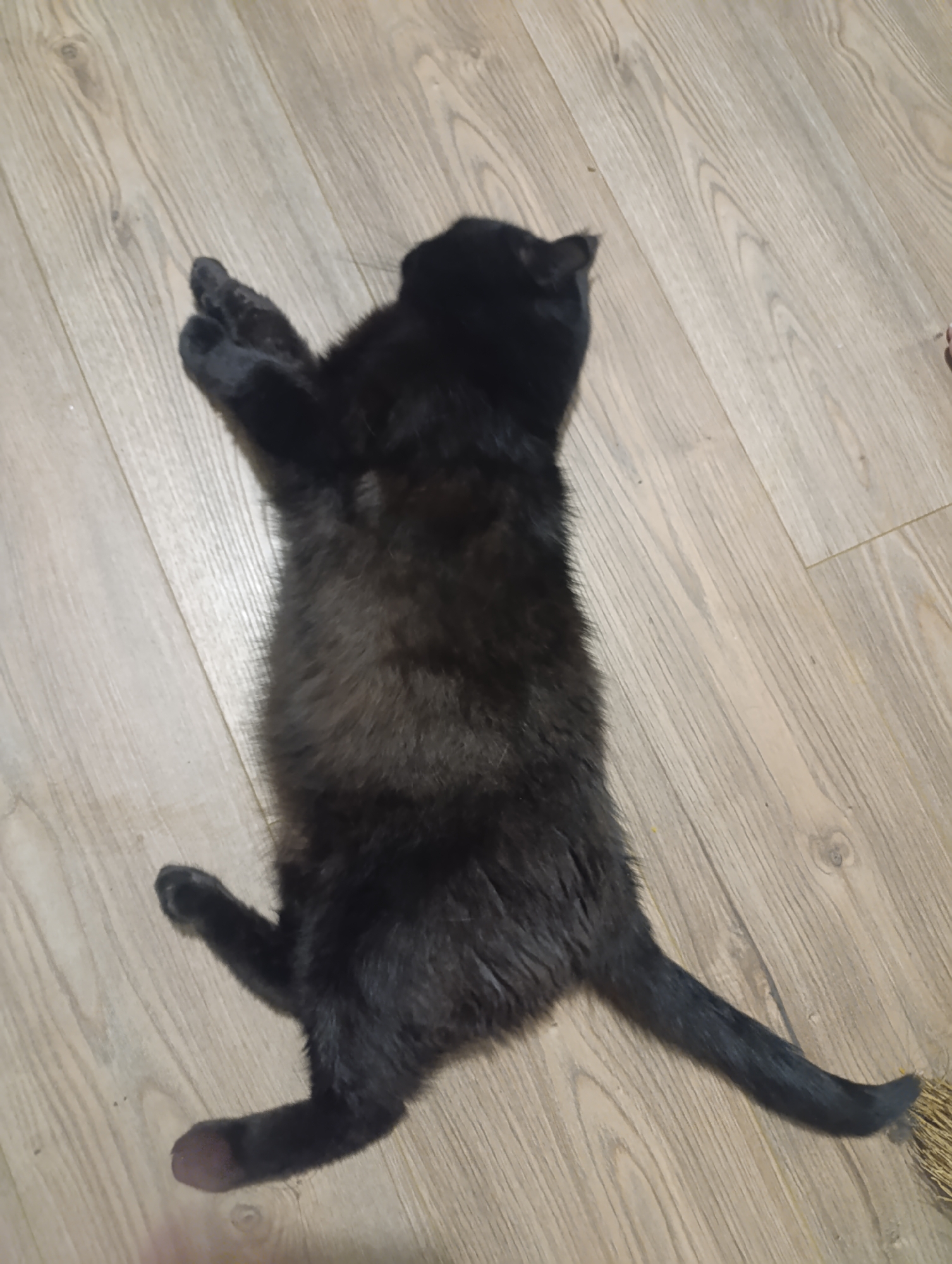 Black cat, a rose, and oddities on a Zlatopil evening