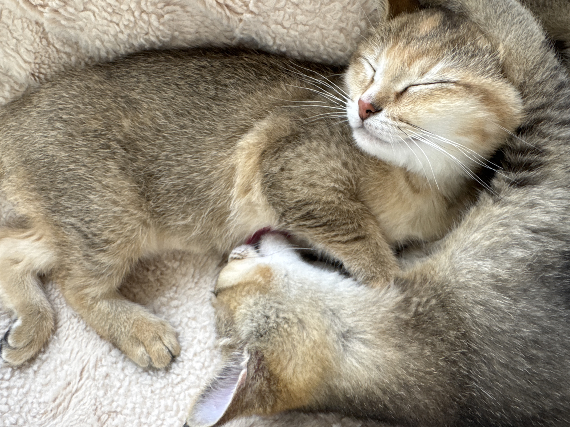 Two kittens sleep peacefully on blanket in Dubai