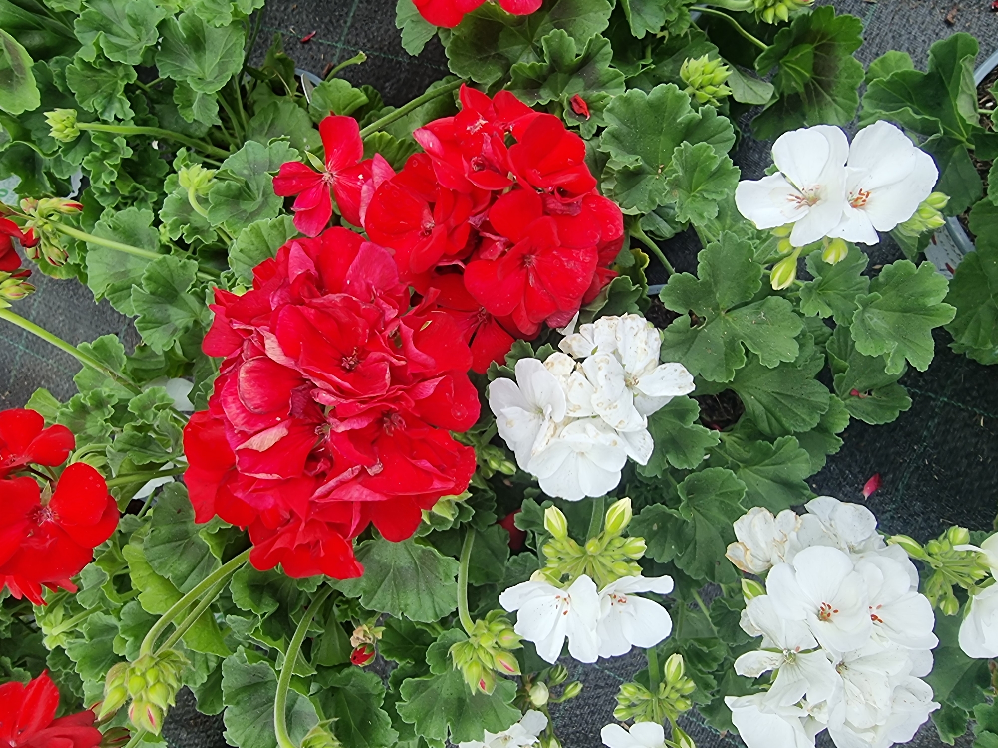Garden centre browse: live plants, artificial flowers, Wootton