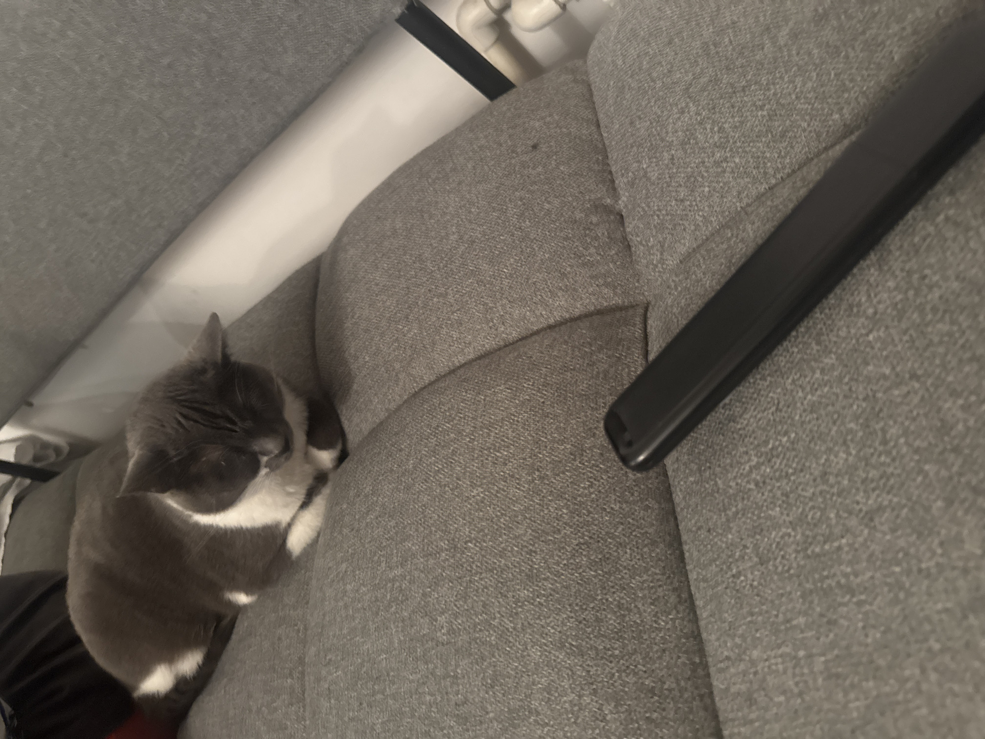 Lazy evening in with a gray cat and soccer on the laptop