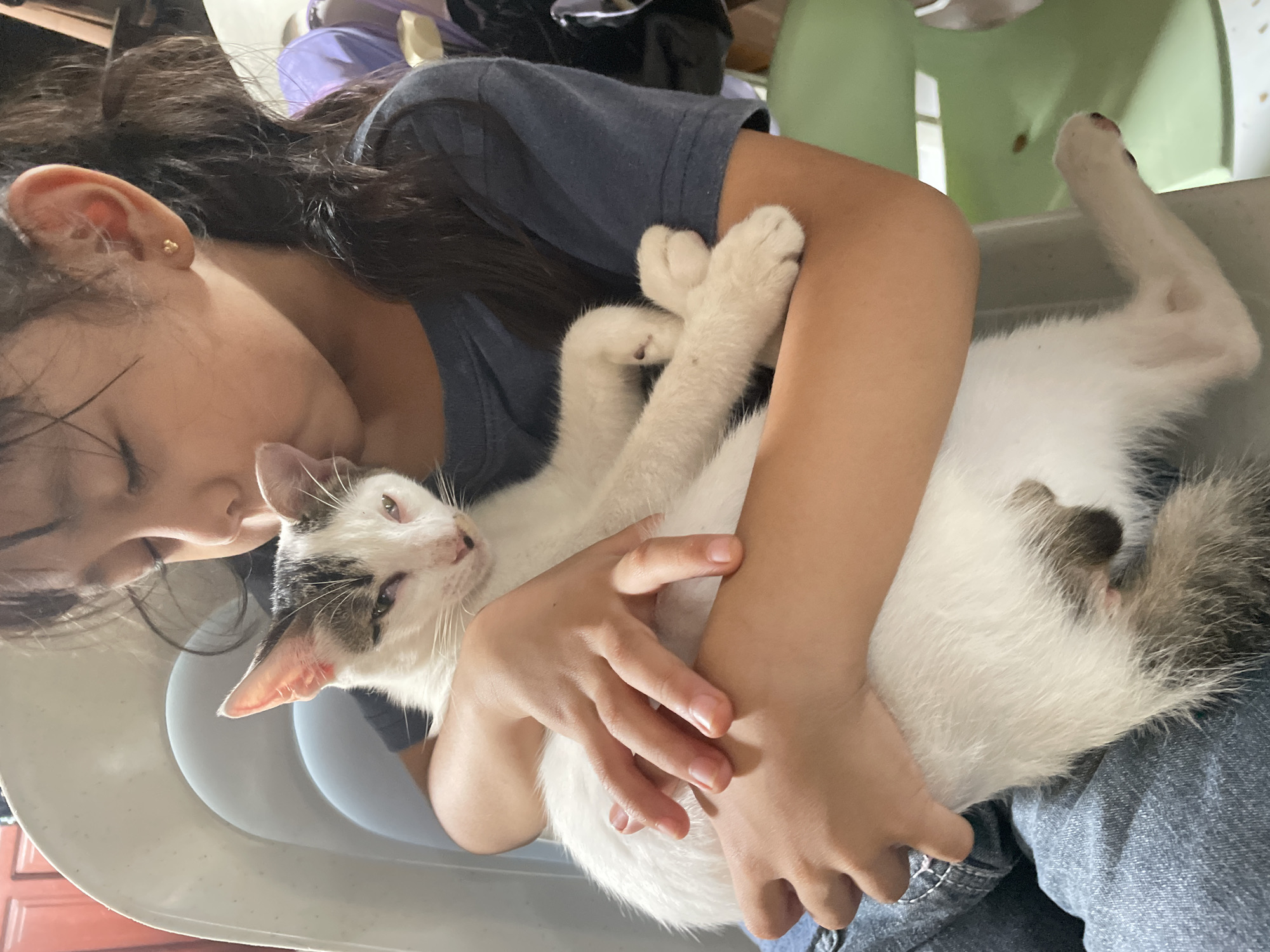 Cats, household life, and street scenes in Davao City