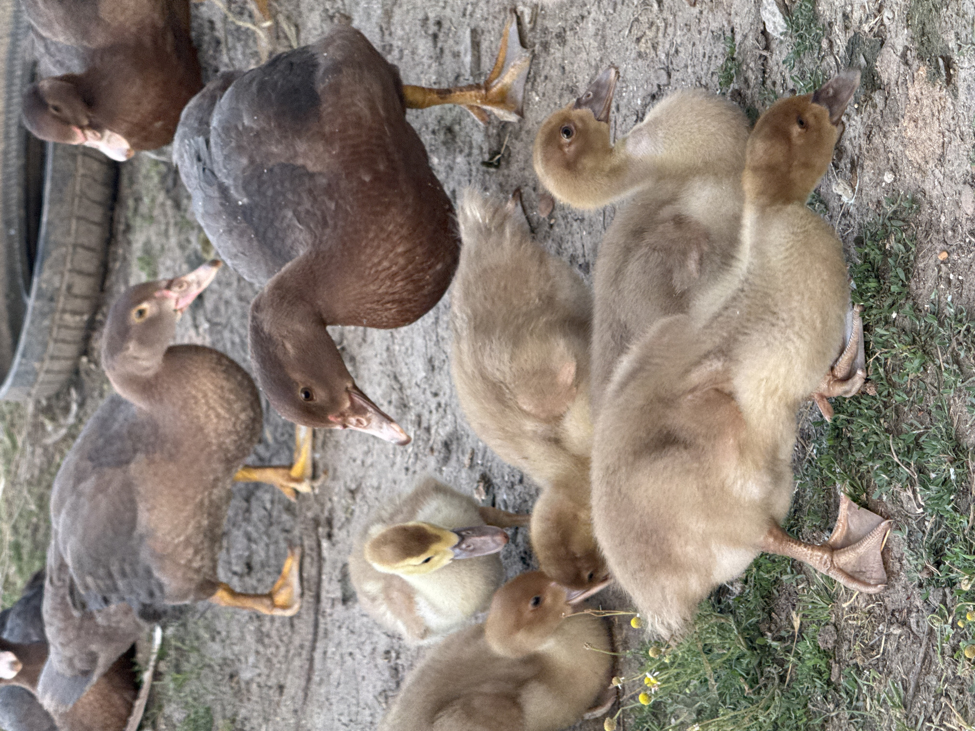 Ducks and ducklings gathered in a rural Ukrainian farmyard