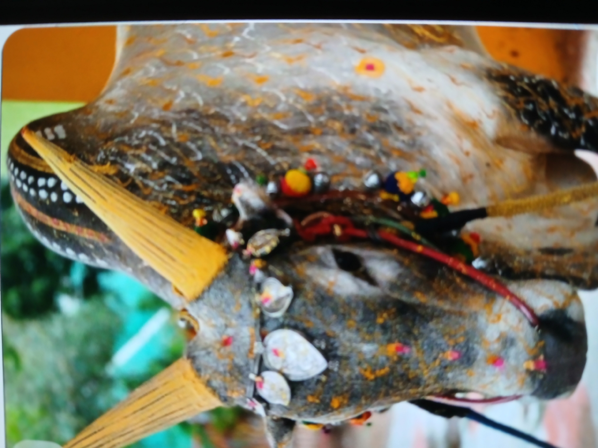 Hindu religious artifacts and ritual imagery documented in Bengaluru