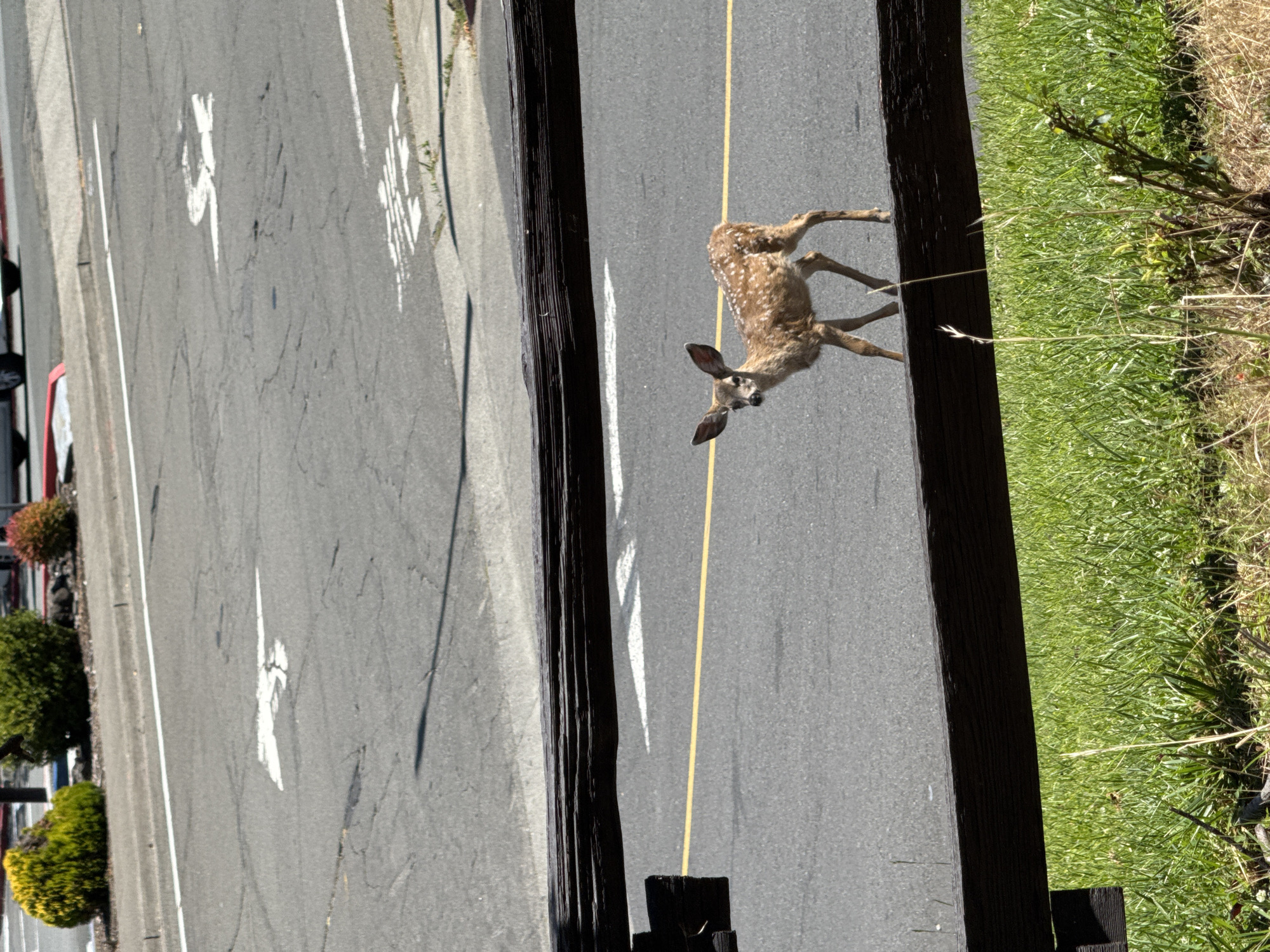 Fawn perched on a wooden fence in Novato, California