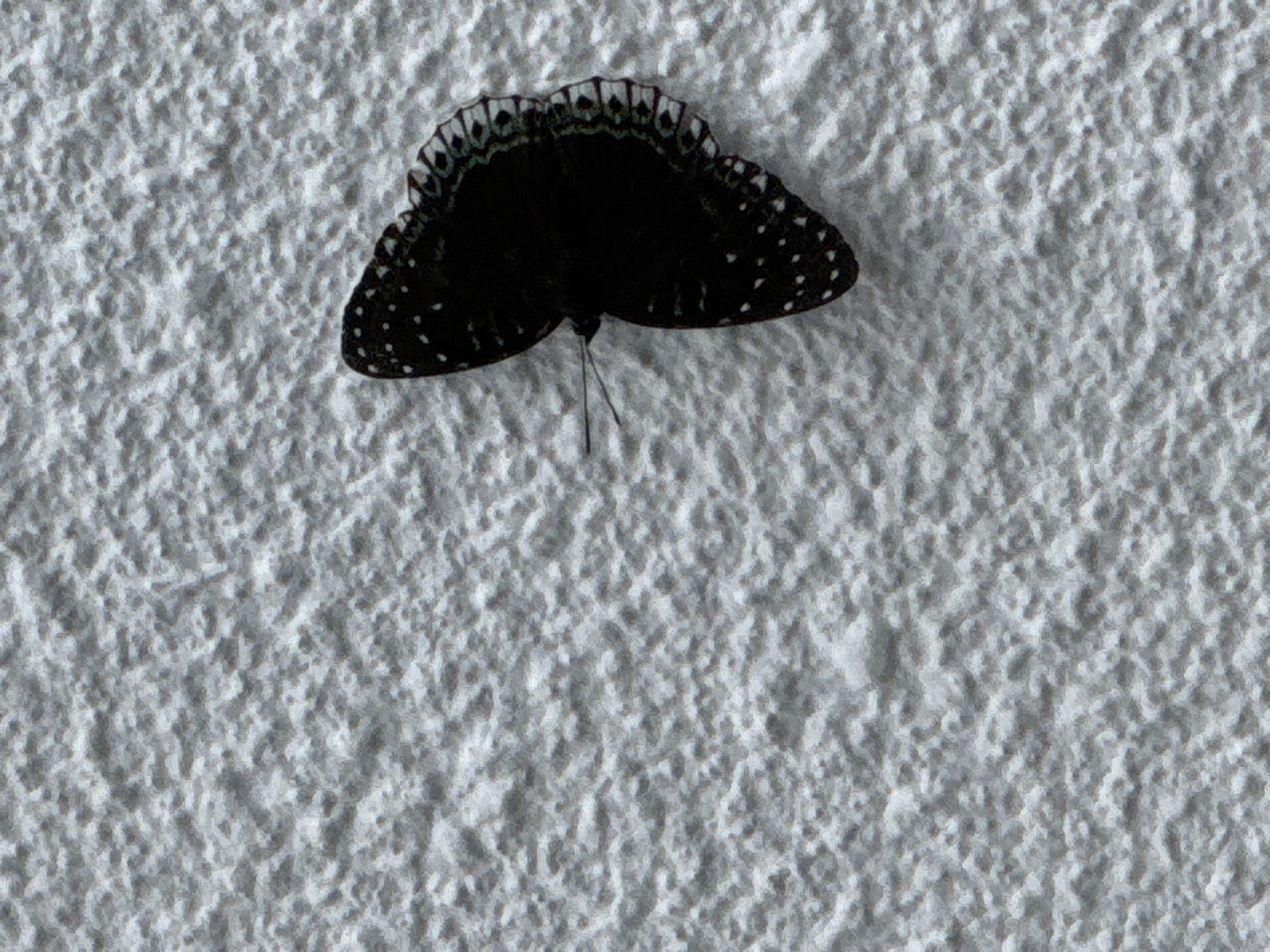 Dark butterfly spotted on white wall in Da Lat