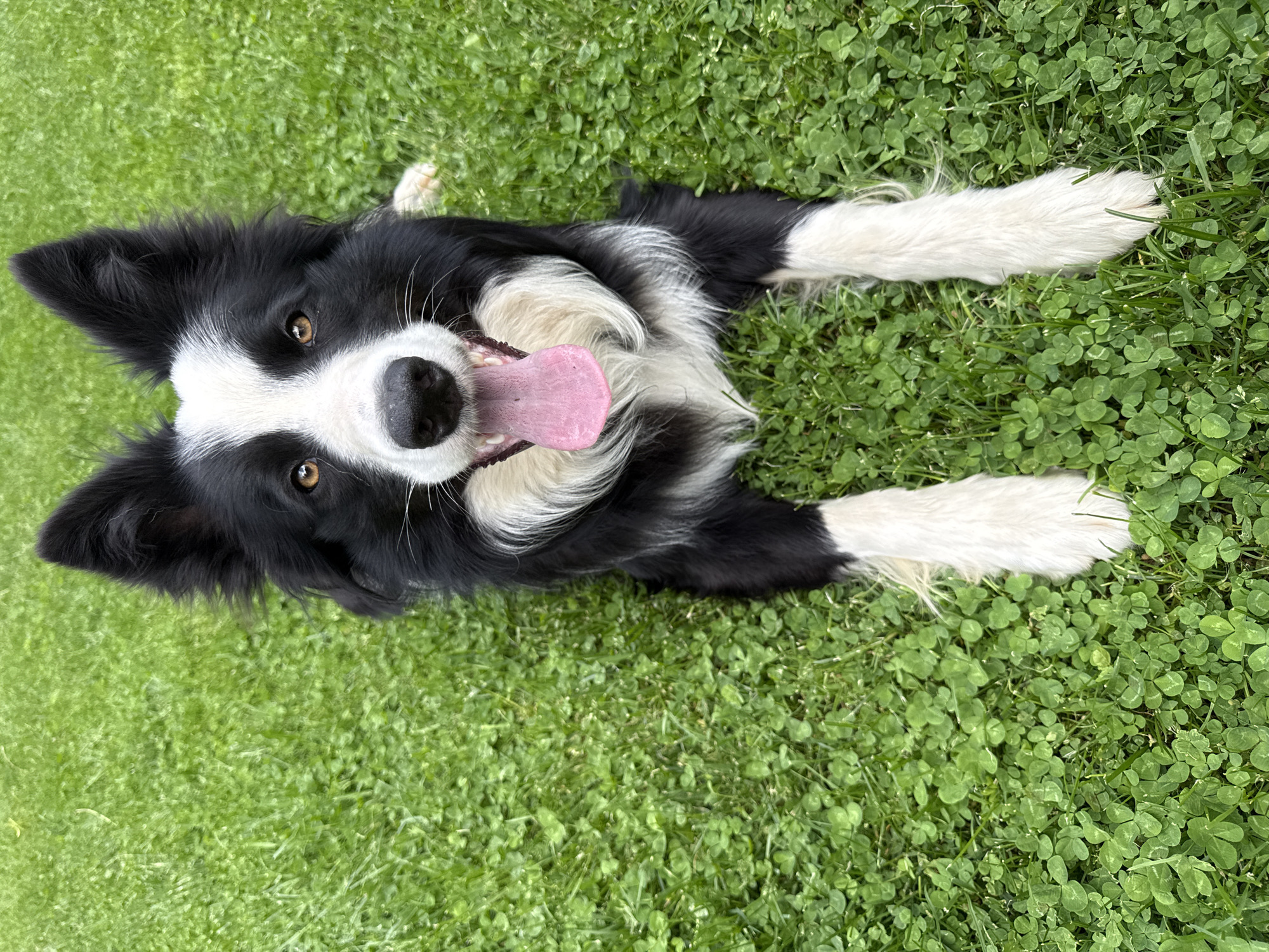Border Collie and Cat Enjoy Morning Playtime in Bulgarian Yard
