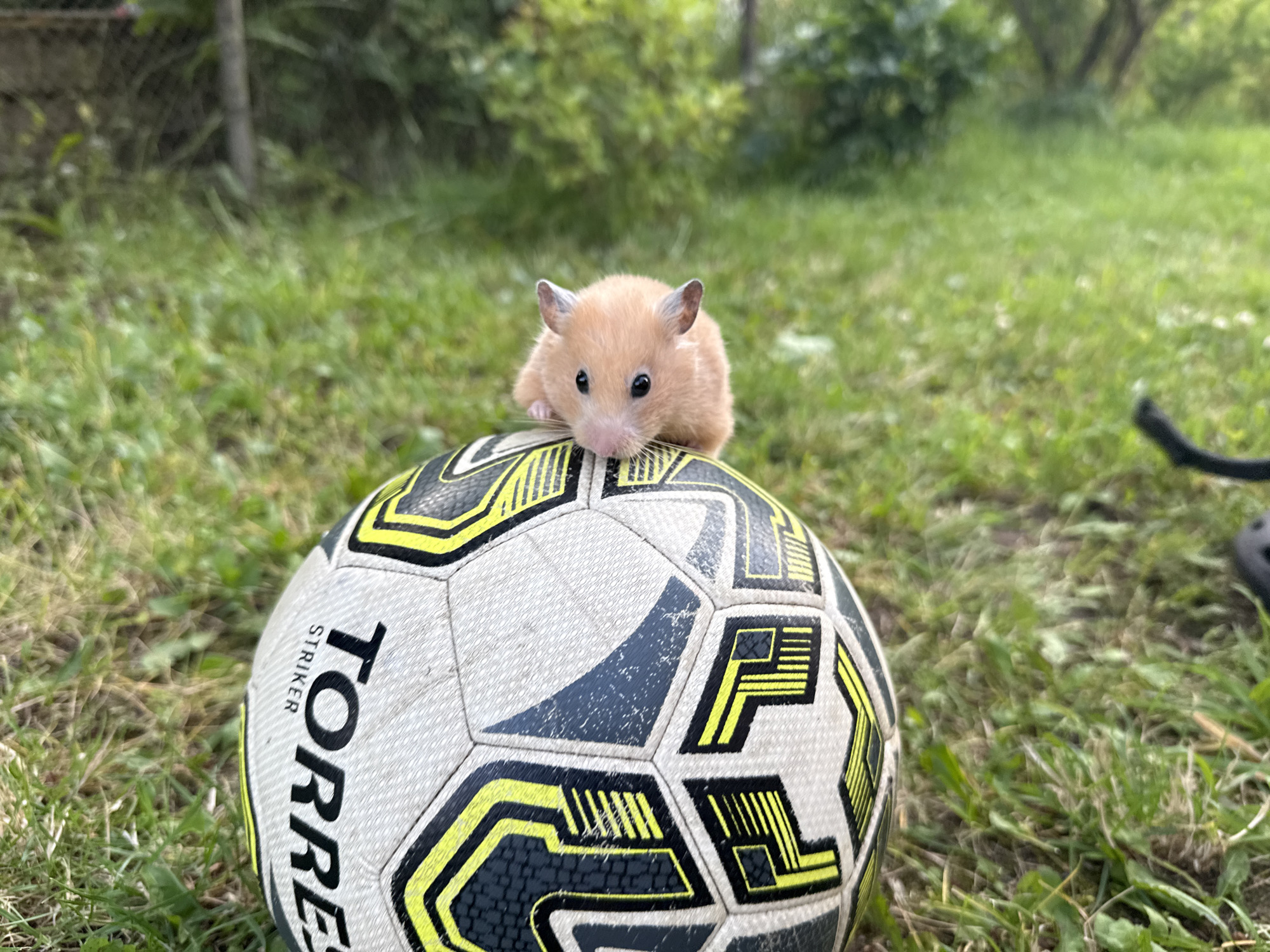 Hamster hangs out in a Belarusian backyard