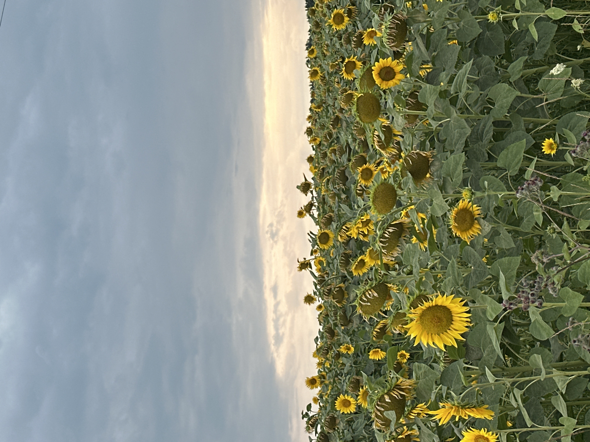 Roadside stop at a sprawling sunflower field in rural Ukraine