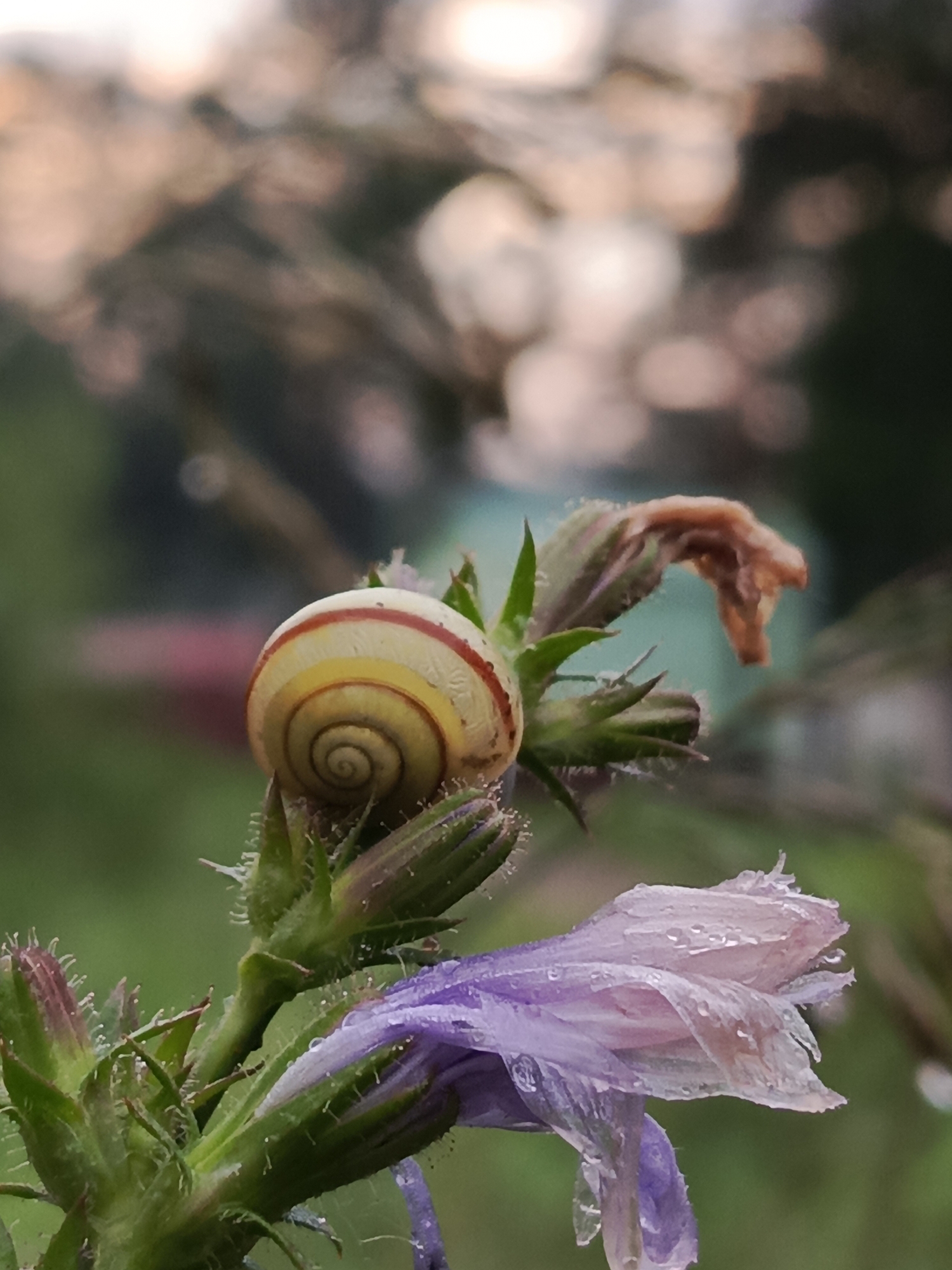 Quiet evening details from a small Russian city in summer