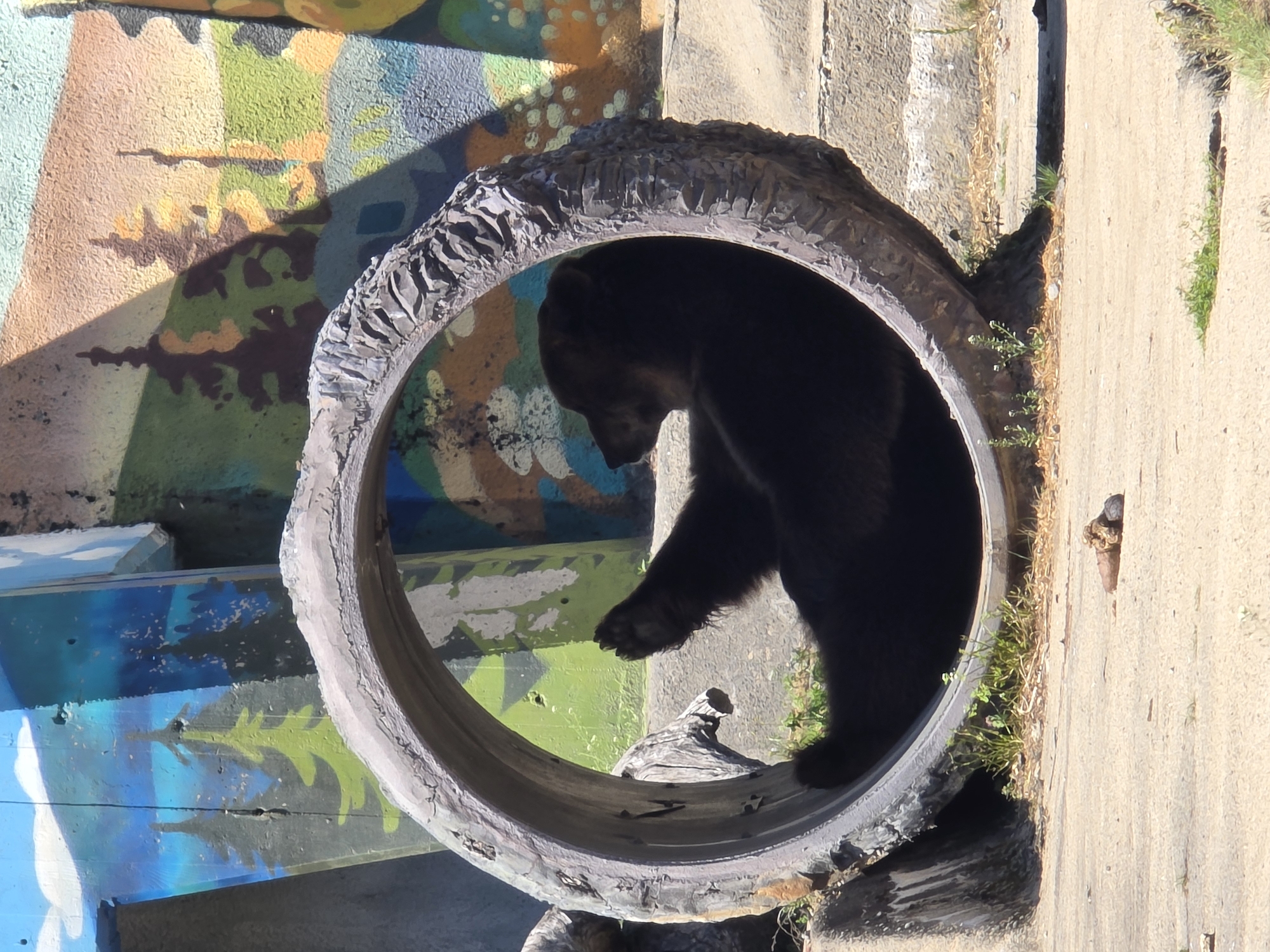 Brown bear spotted resting in Sofia park enclosure
