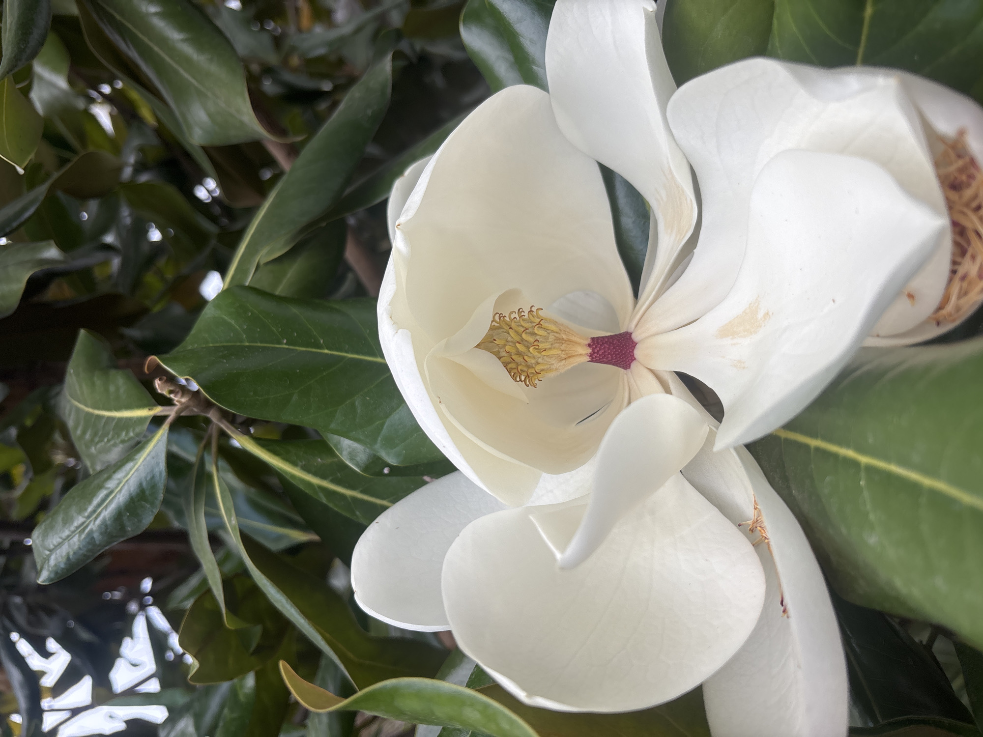 Evening garden flowers bloom in Cuernavaca, Mexico