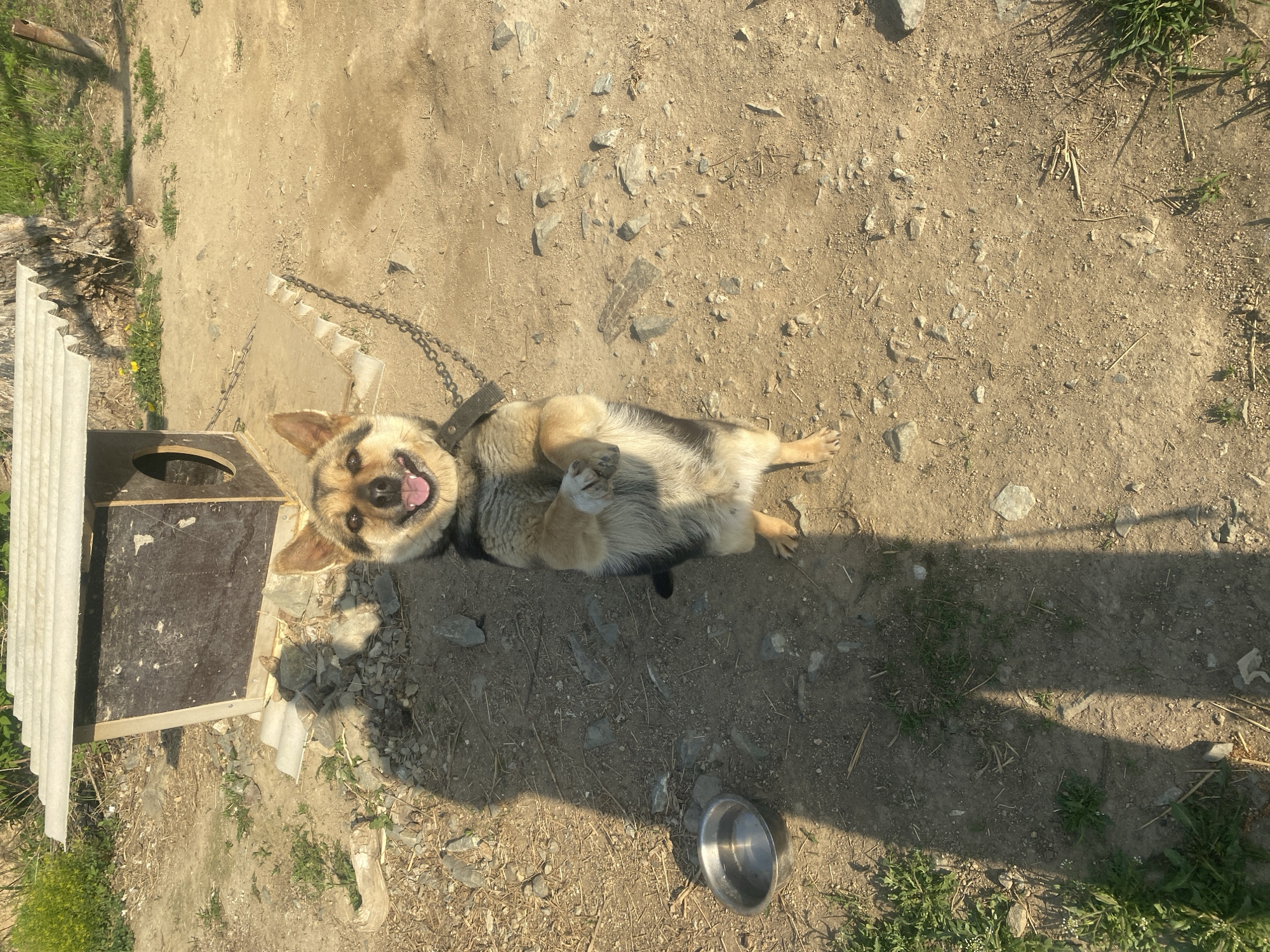 Spring morning scenes captured in Artyom: dog, flowers, construction