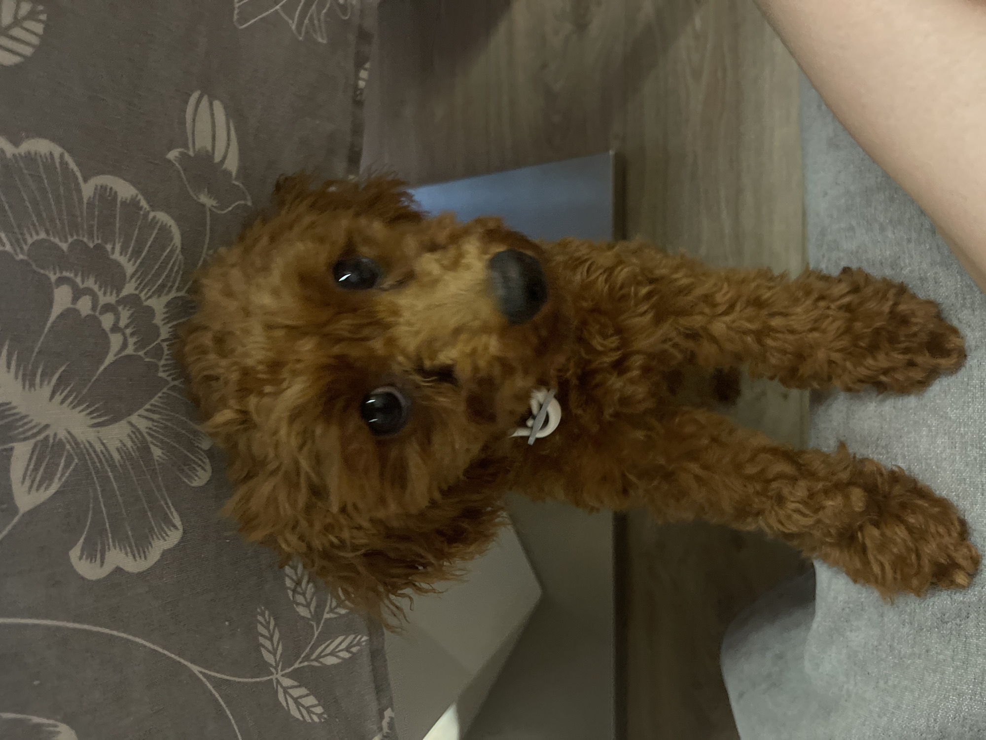 Brown poodle enjoys treats and lap time in Sofia