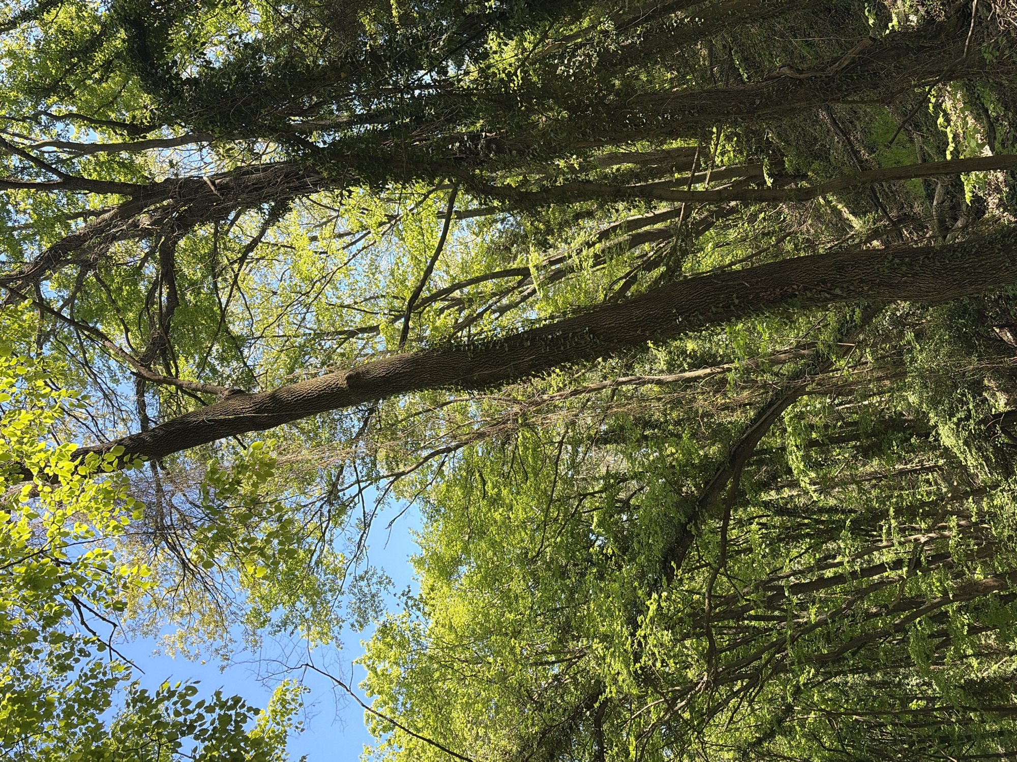 Upward tree canopy view captured in Varna, Bulgaria