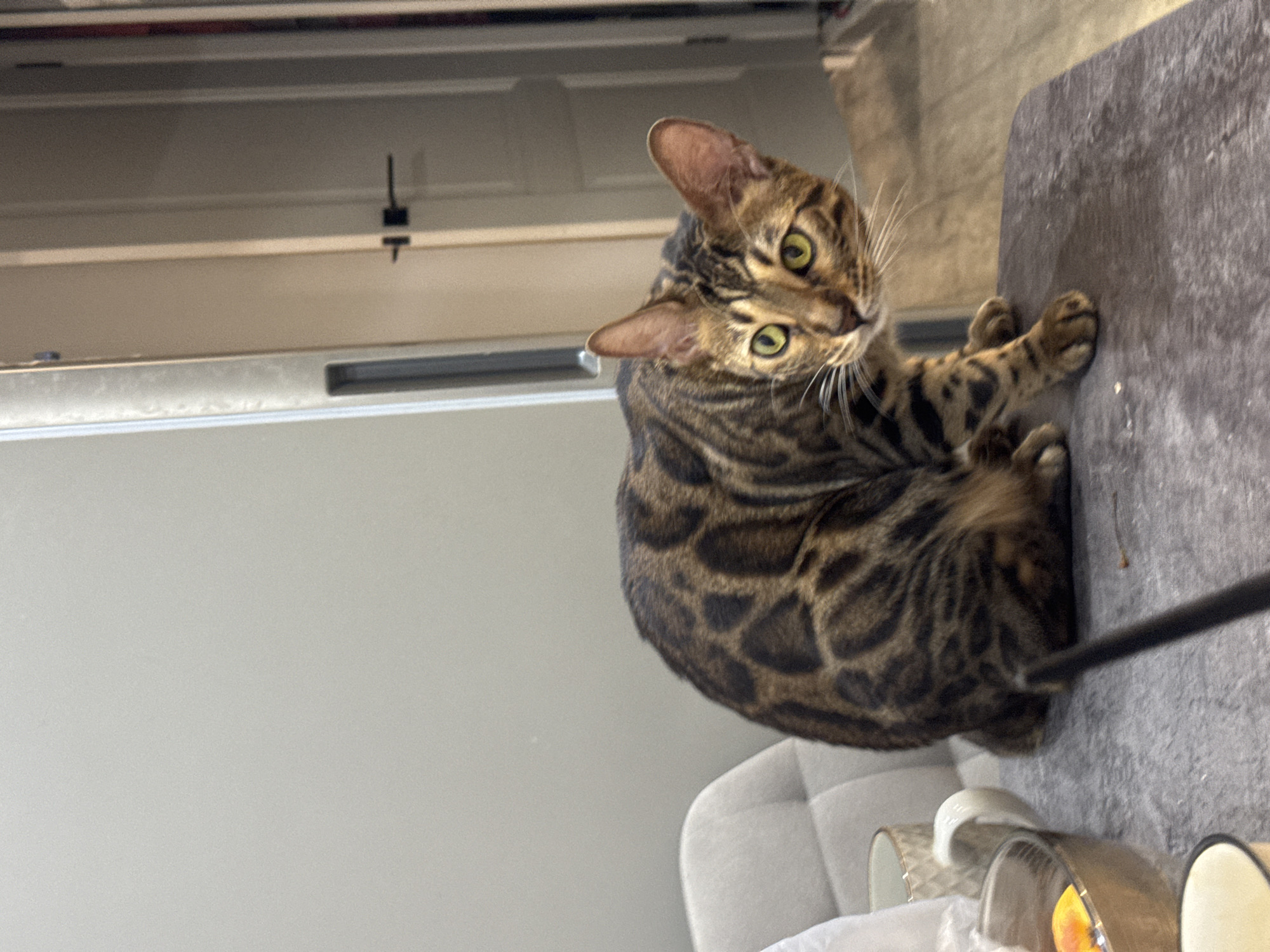 Bengal cat investigates and snacks on melon, then grooms